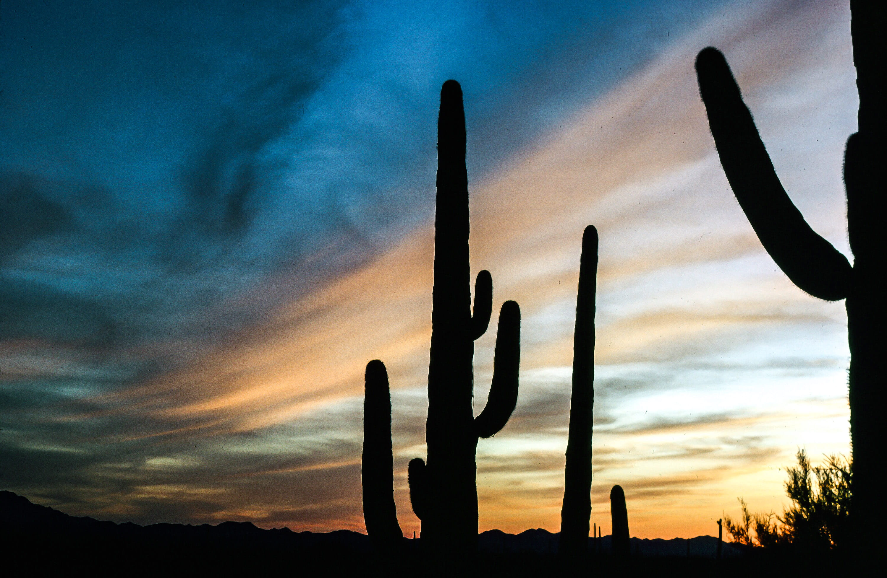 clouds, saguaro, moody sky, silhouette, wild, flora, tranquil scene, landscape, sonoran, cloud - sky, natural, succulent plant, semi-arid, arizona, desert, HD Wallpaper