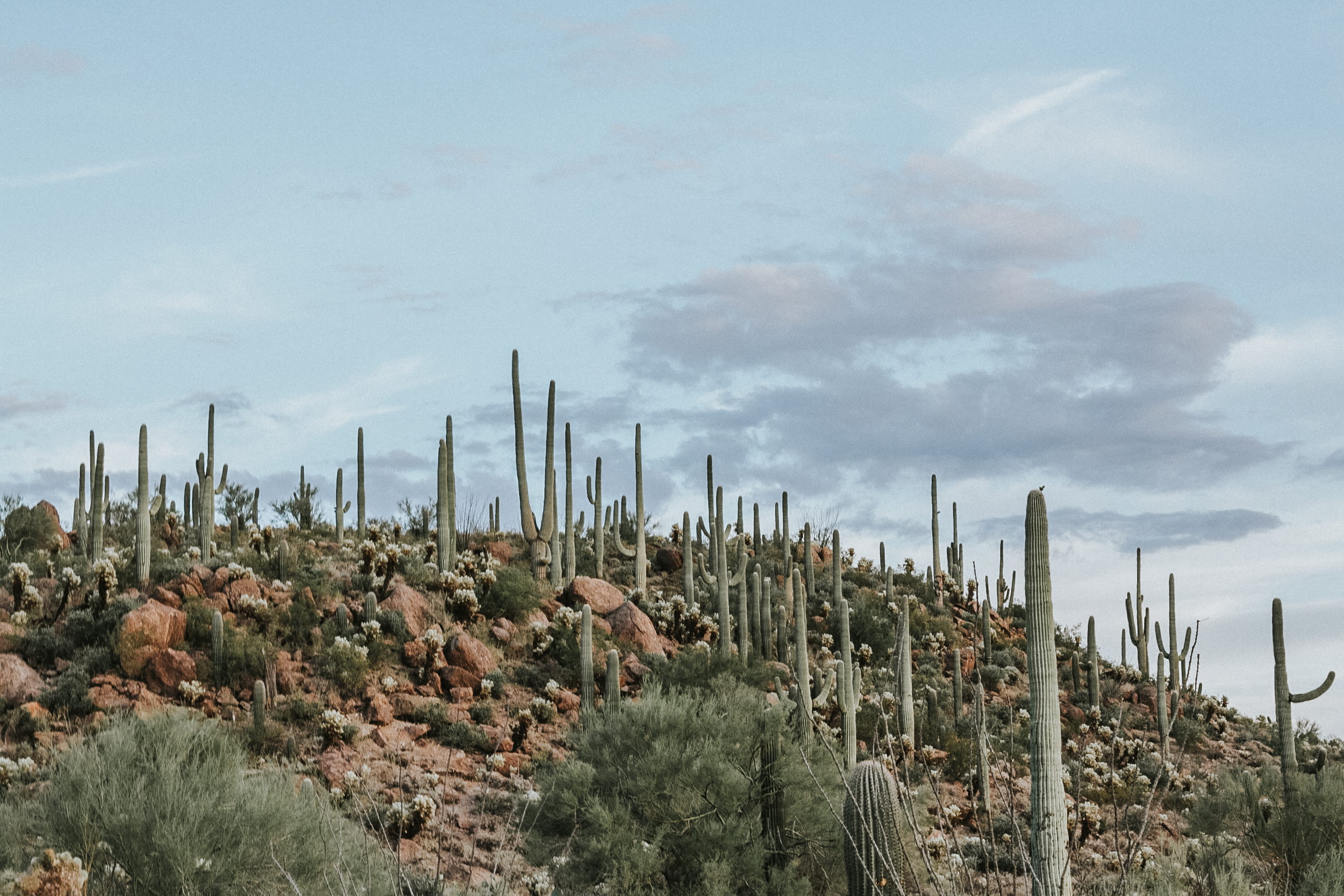 united states, vintage, beauty in nature, ecosystem, saguaro national park, cactus, non-urban scene, nature, cloud - sky, arizona, scenics - nature, tranquil scene, HD Wallpaper