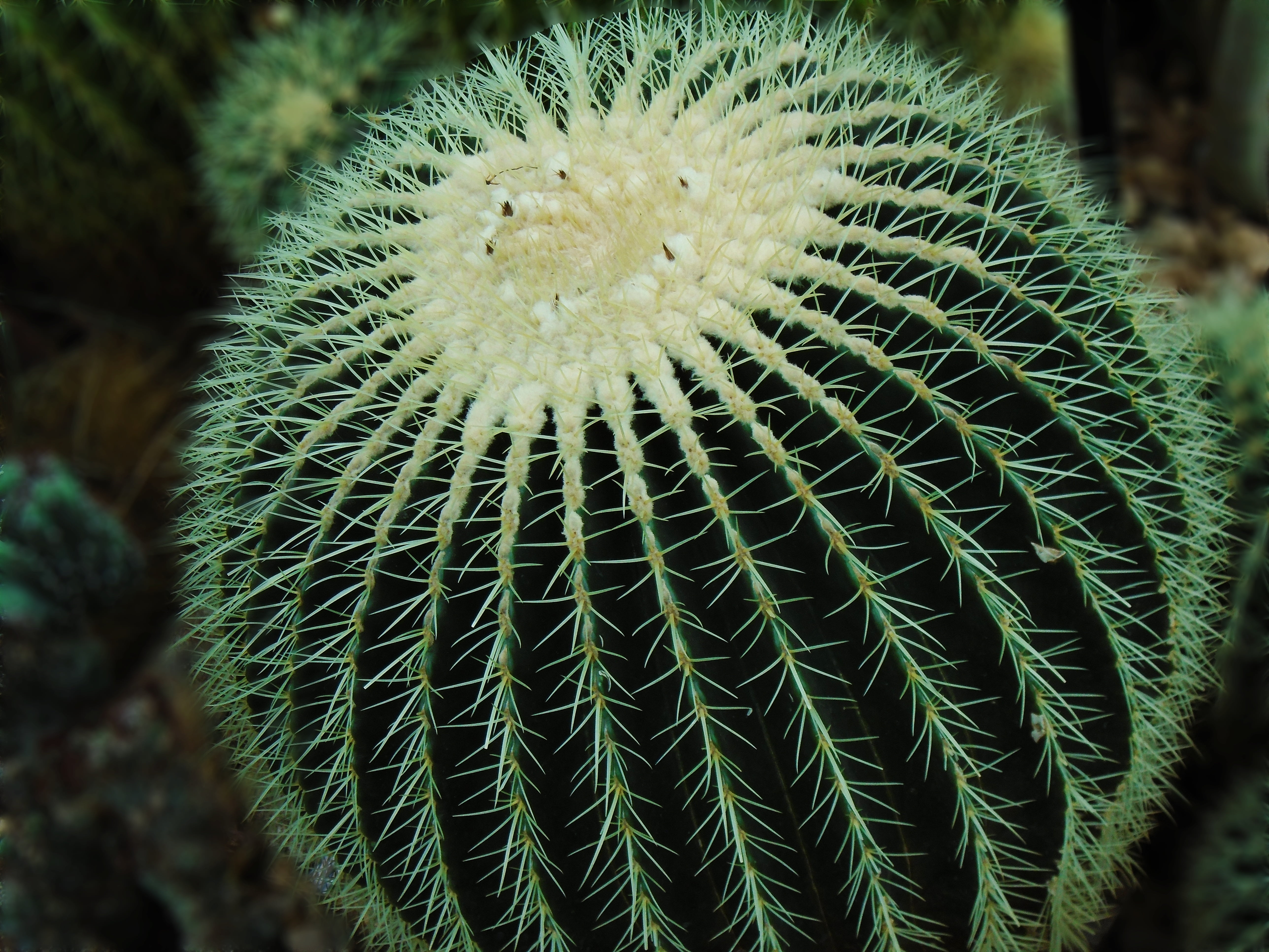 focus on foreground, beauty in nature, tropical Climate, outdoors, green, natural pattern, summer, day, cactus, spines, macro, thorn, desert, botany, land, HD Wallpaper