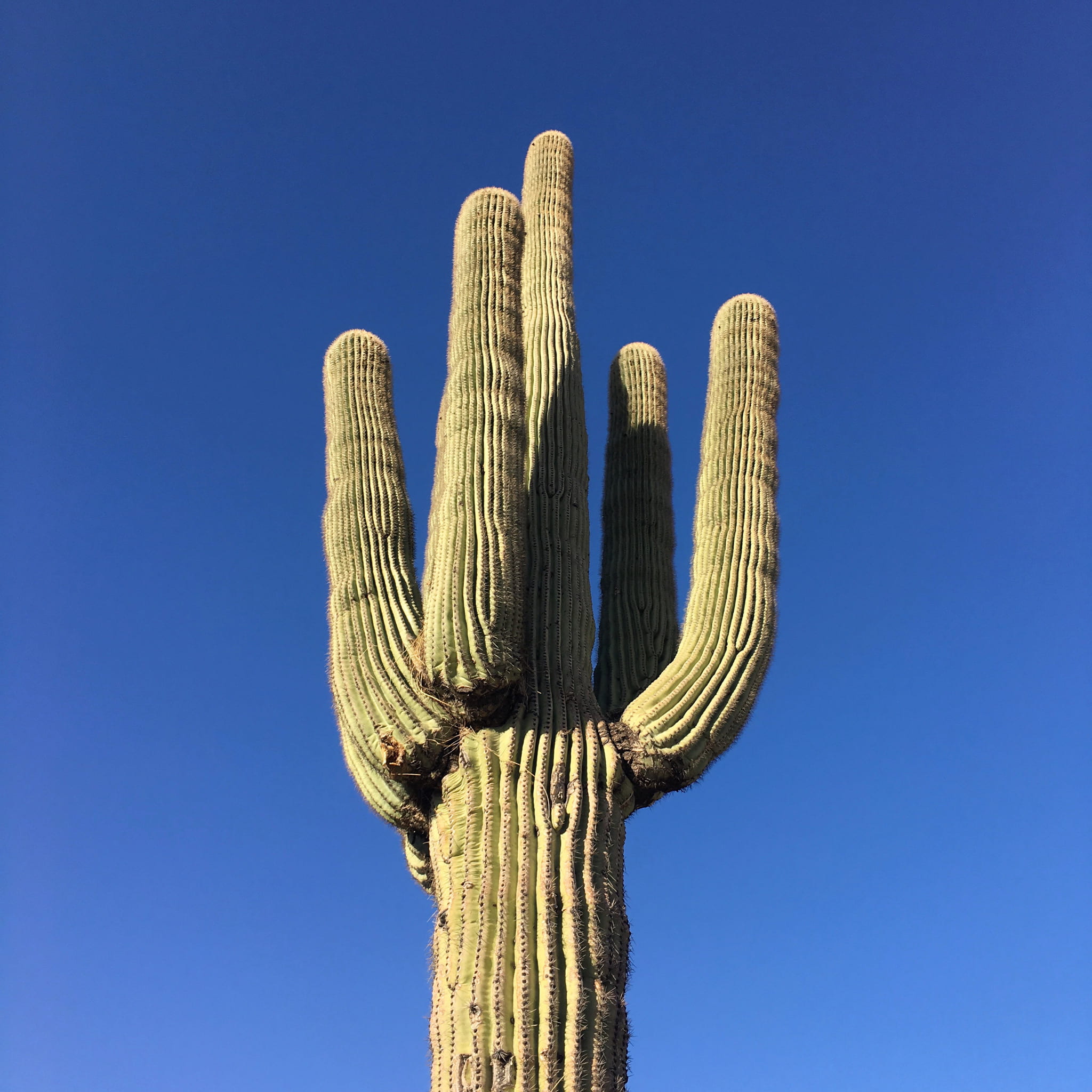 saguaro cactus, outdoors, blue, growth, cacti, photo, sunlight, cactus, sky, tranquility, land, day, clear sky, green color, low angle view, desert, 1080P, Phone HD Wallpaper