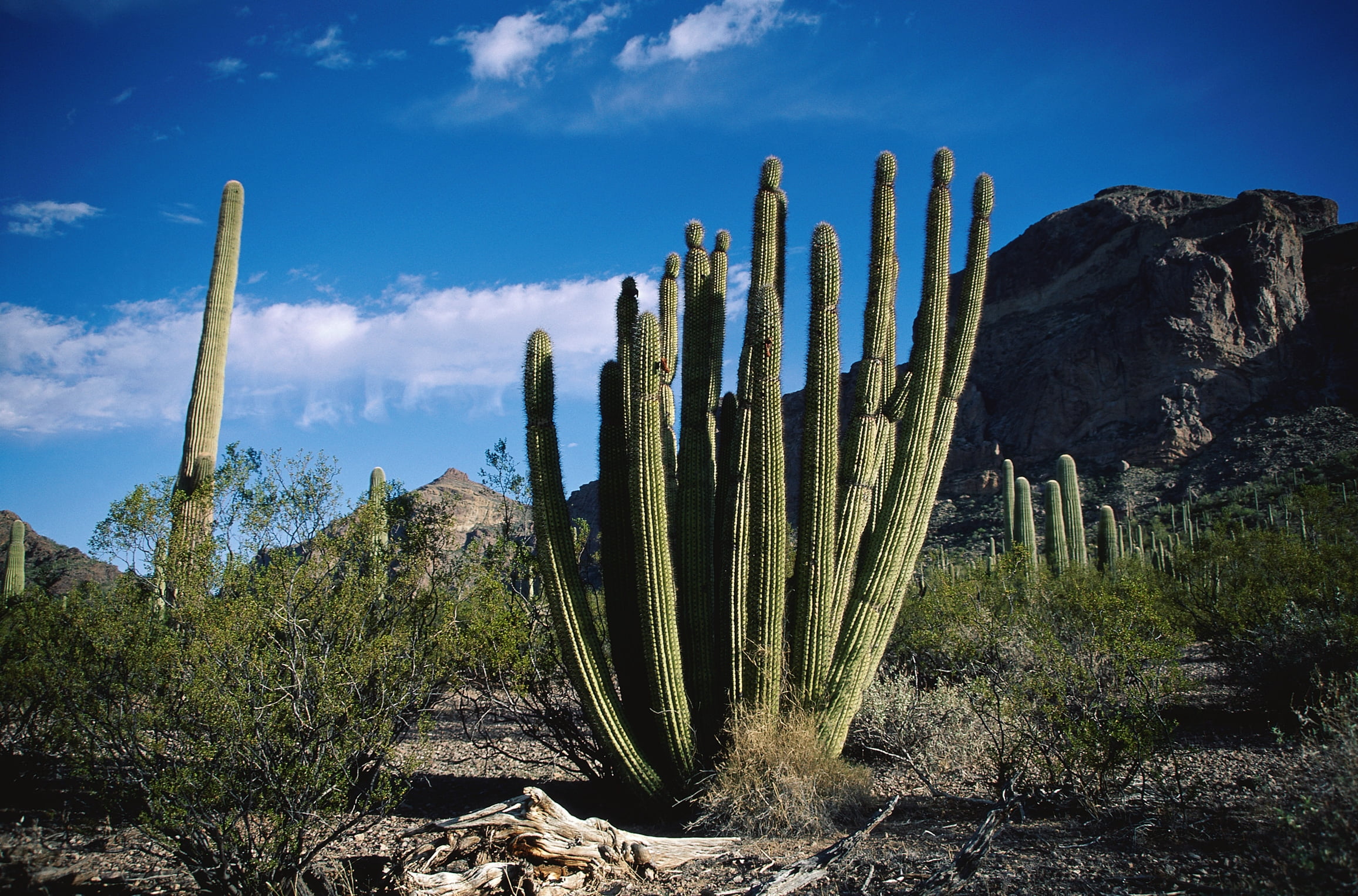 blue, 1080P, plant, succulent plant, clouds, arizona, mountain, tranquil scene, scenics, land, green, tree, day, landscape, sunlight, desert, sky, semi-arid, HD Wallpaper