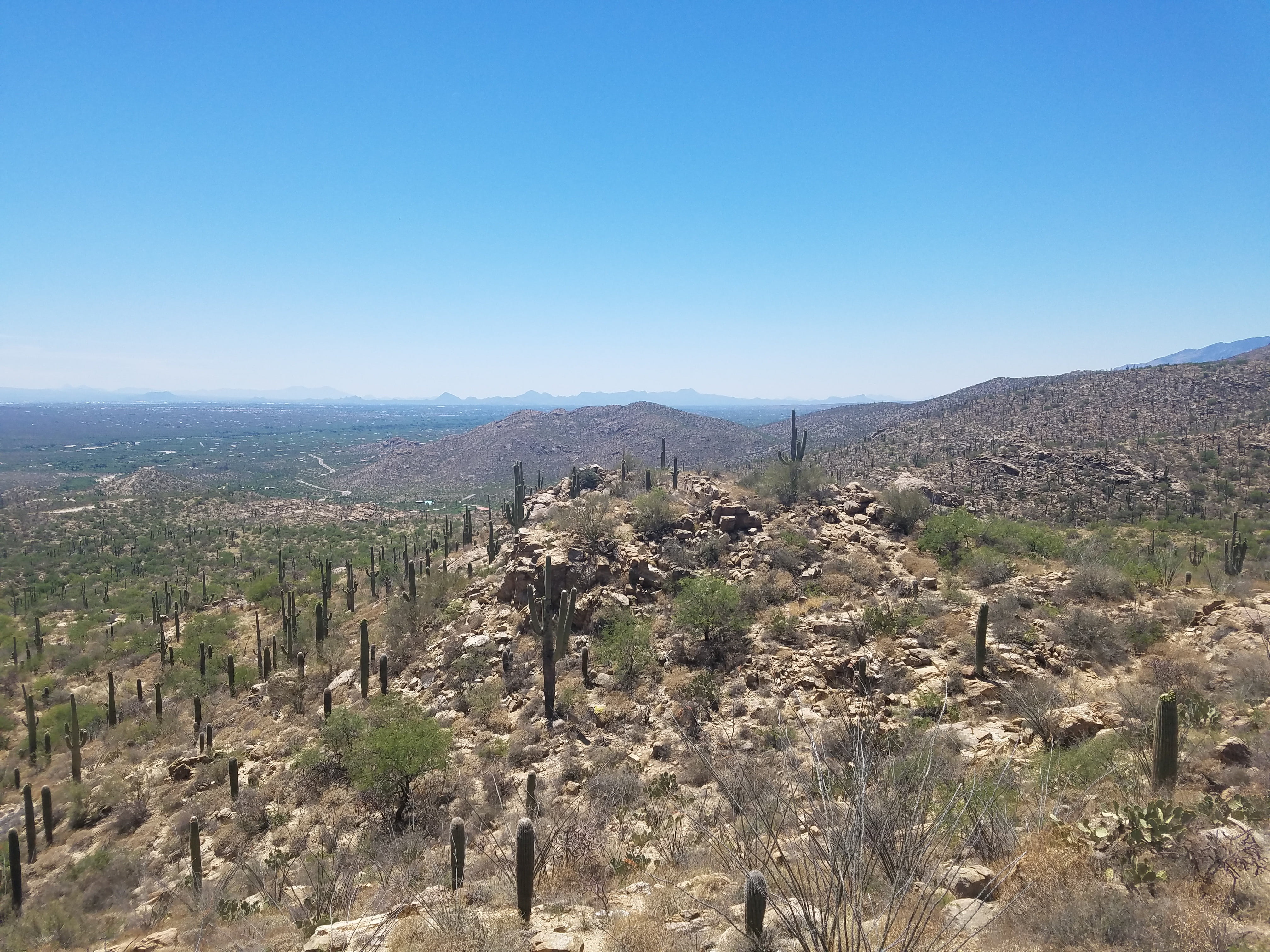 cacti, sonoran, dry, beauty in nature, outdoors, scenics - nature, tranquil scene, arid climate, saguaro, semi-arid, geology, wilderness, day, mountain, HD Wallpaper