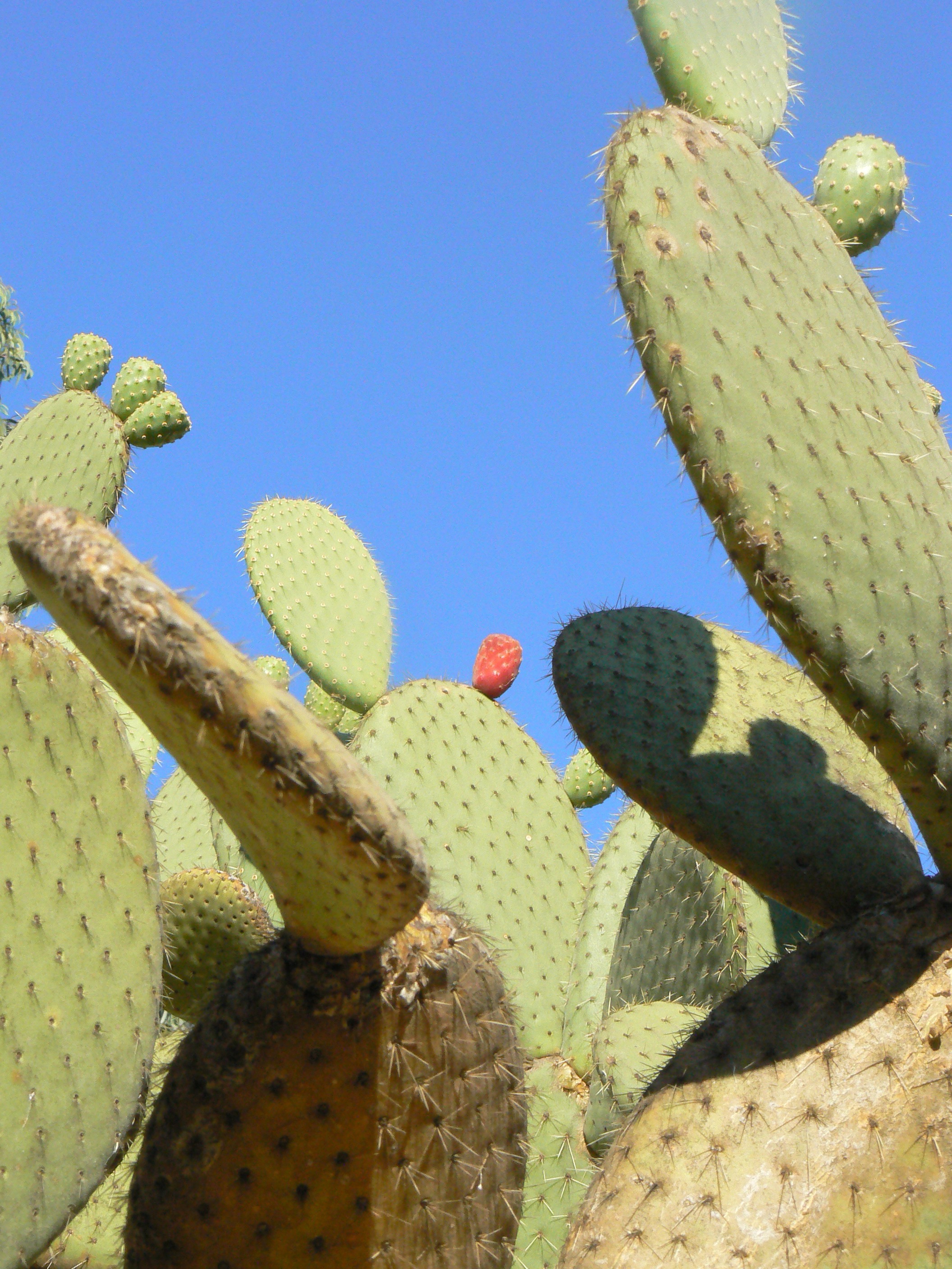 horticulture, 2K, succulent, flower, arizona, flora, clear sky, land, day, green color, sharp, cacti, environment, climate, botanical, season, grow, saguaro cactus, Phone HD Wallpaper