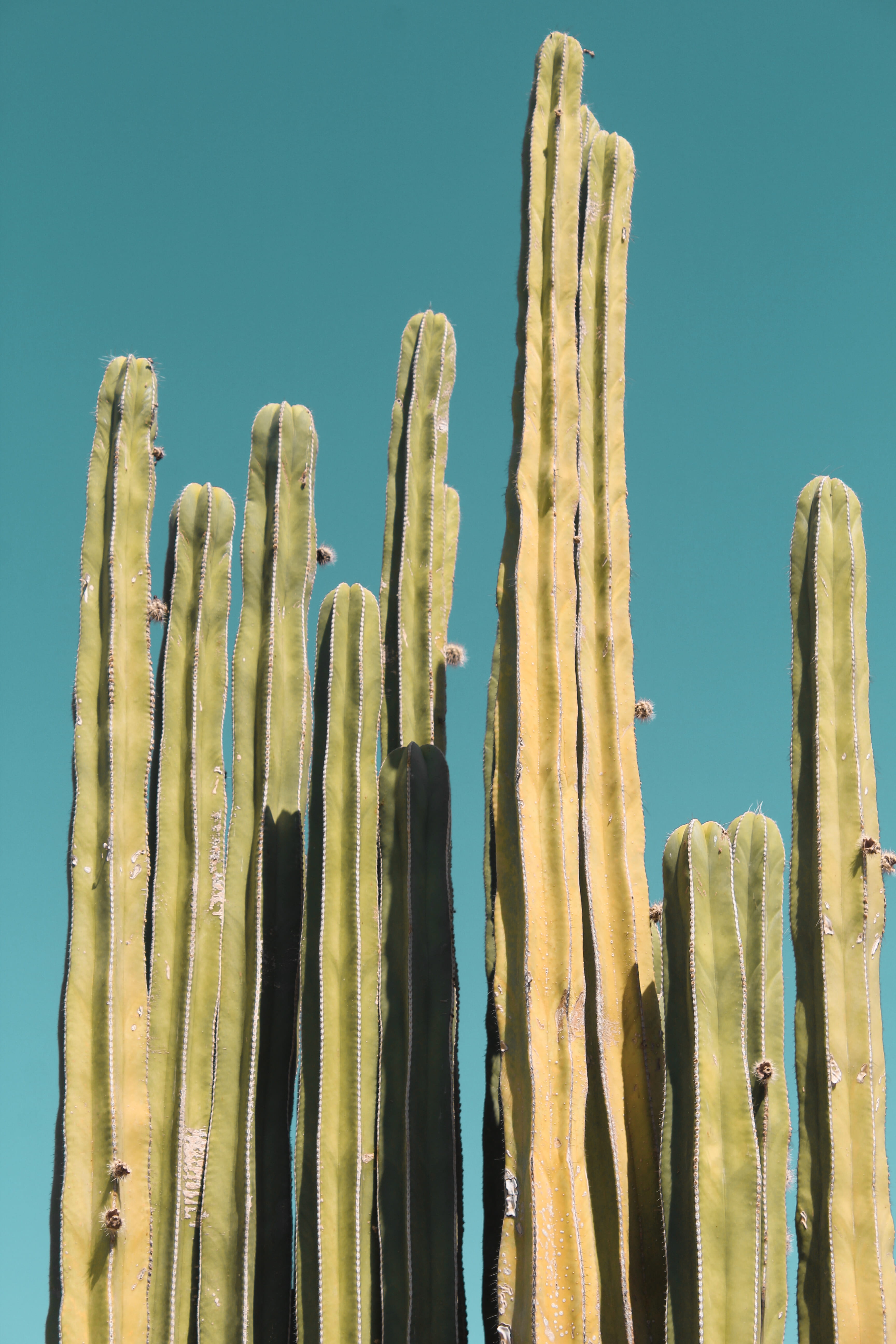 nature, minimal, blue background, succulent, no people, close-up, blue, close, spikes, day, 5K, boundary, sky, hight, growth, cactu, tetxure, succulent plant, Phone HD Wallpaper