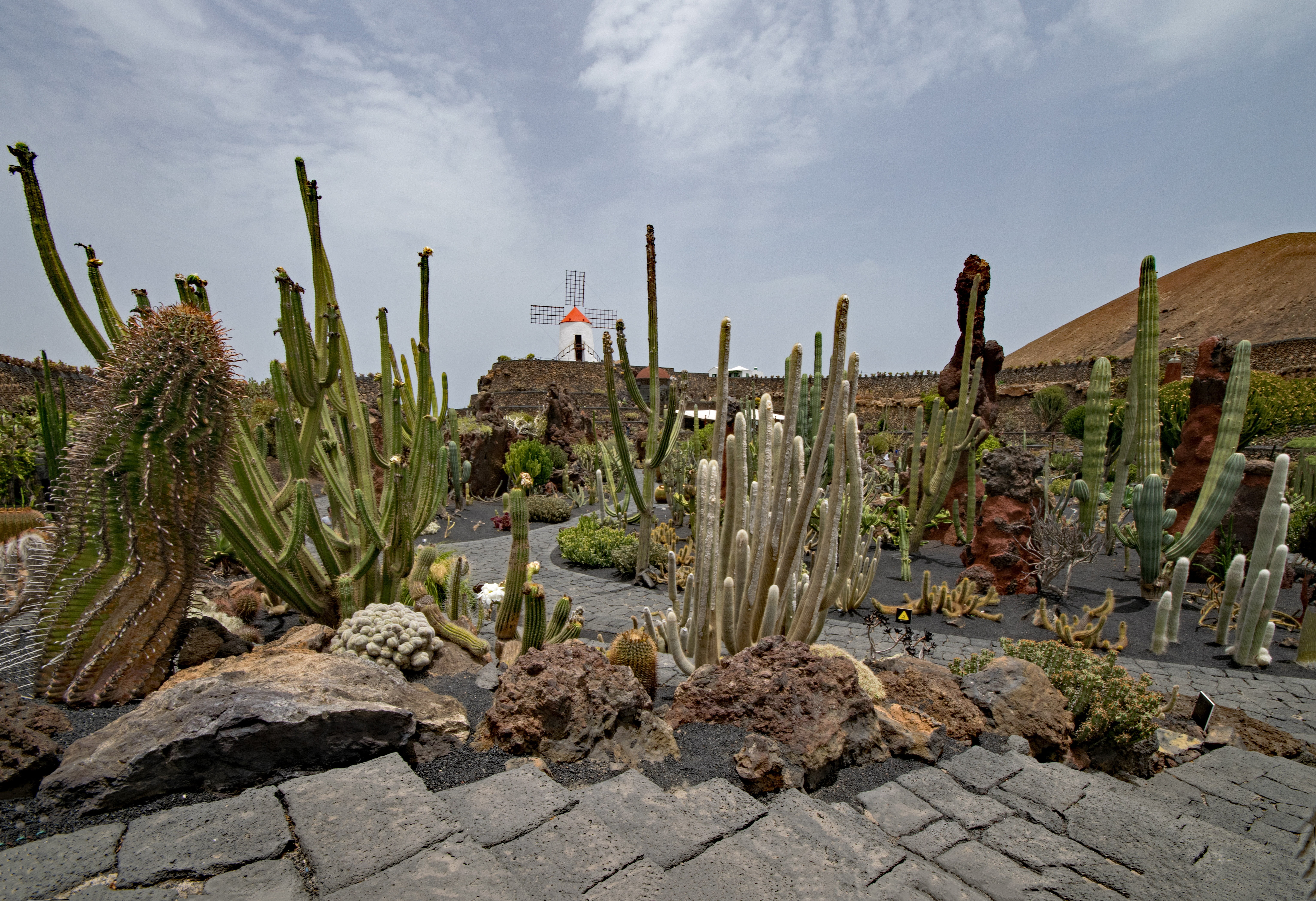 guatiza, windmill, lava, no people, succulent plant, lanzarote, garden, cloud - sky, cactaceae, plant, arid climate, carnation like, environment, cactus, HD Wallpaper