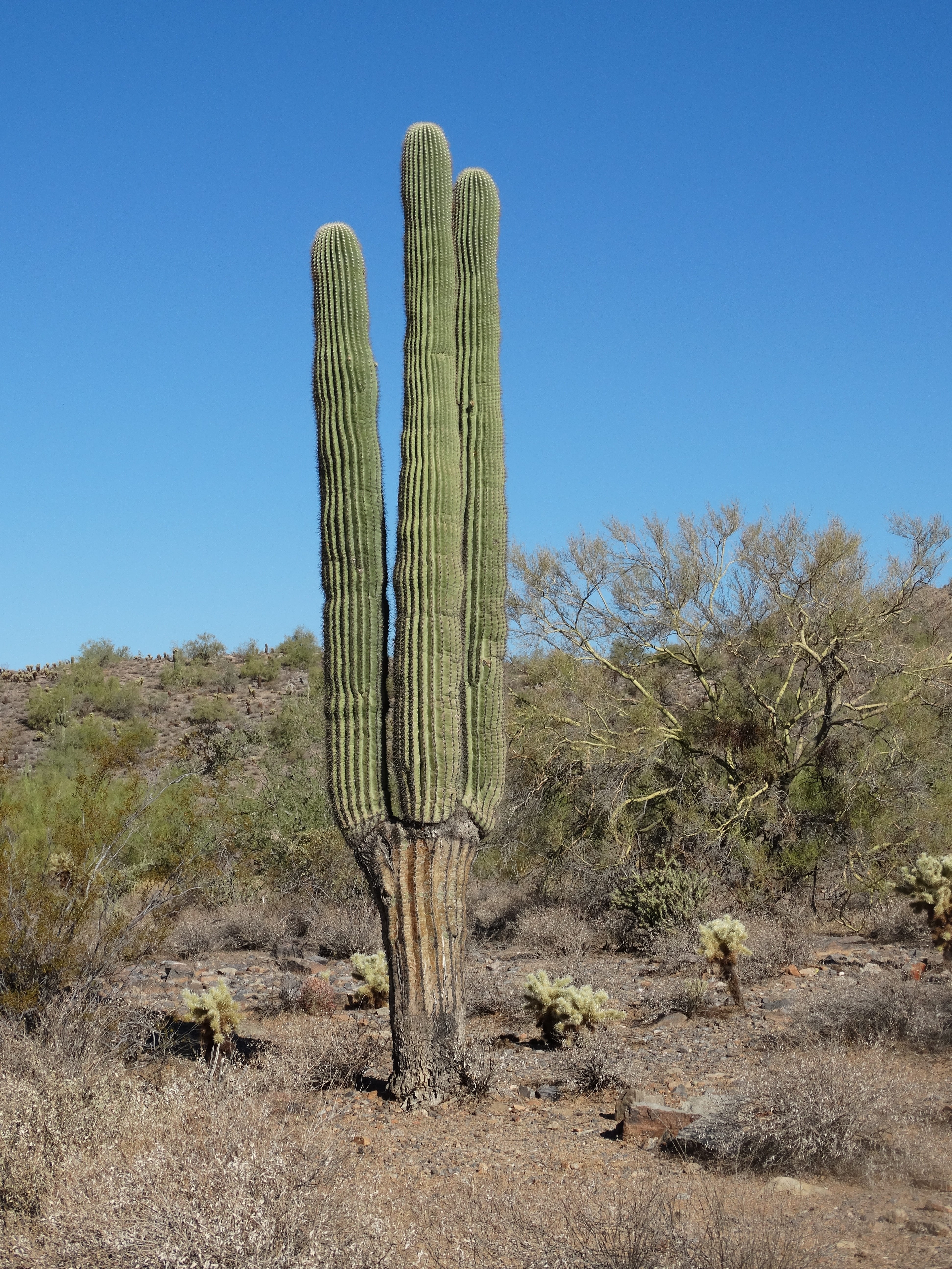cactus, arid climate, saguaro cactus, succulent plant, sky, sonoran, environment, scenics - nature, beauty in nature, arid, nature, southwest, climate, Phone HD Wallpaper