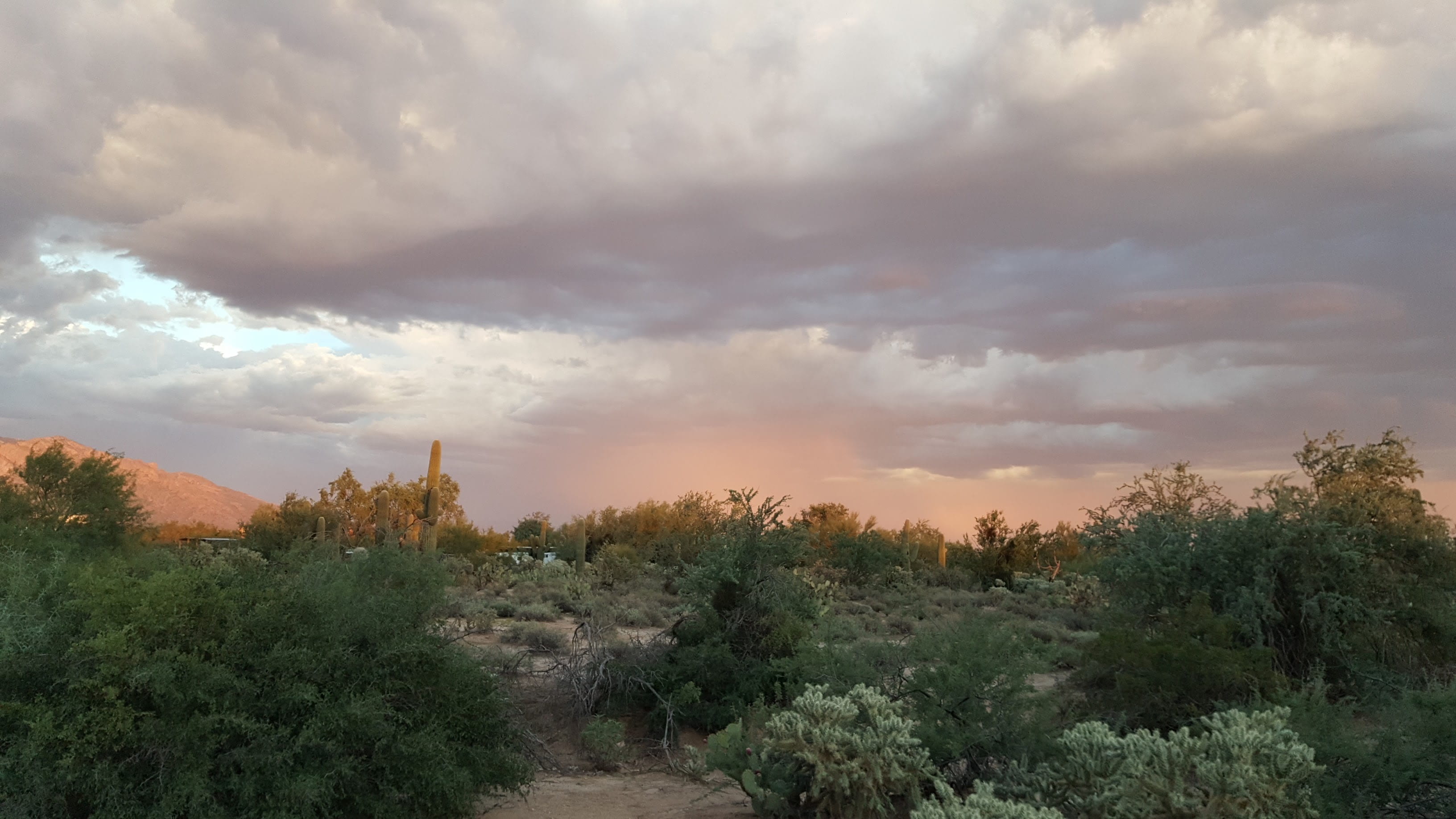 tucson, cactus, scenics - nature, outdoors, sunset, growth, land, idyllic, southwest, no people, western, cacti, cloud - sky, beauty in nature, architecture, HD Wallpaper