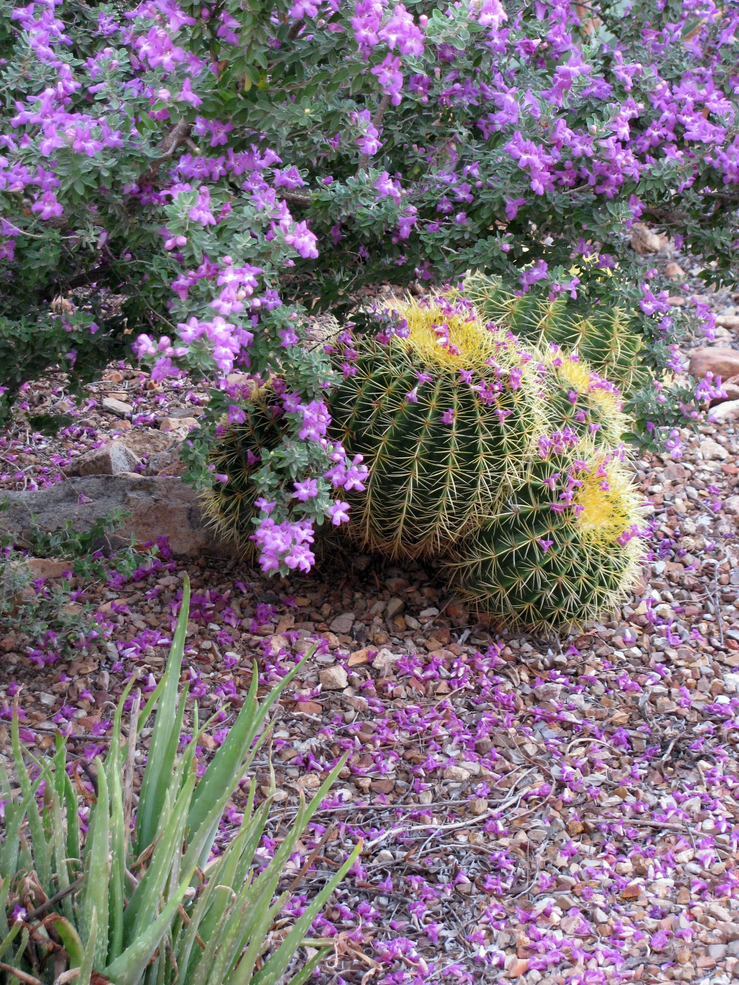 flower, leucophyllum, day, land, beauty in nature, flowerbed, golden barrel cactus, flowering, 1080P, high angle view, texas ranger, fragility, freshness, Phone HD Wallpaper