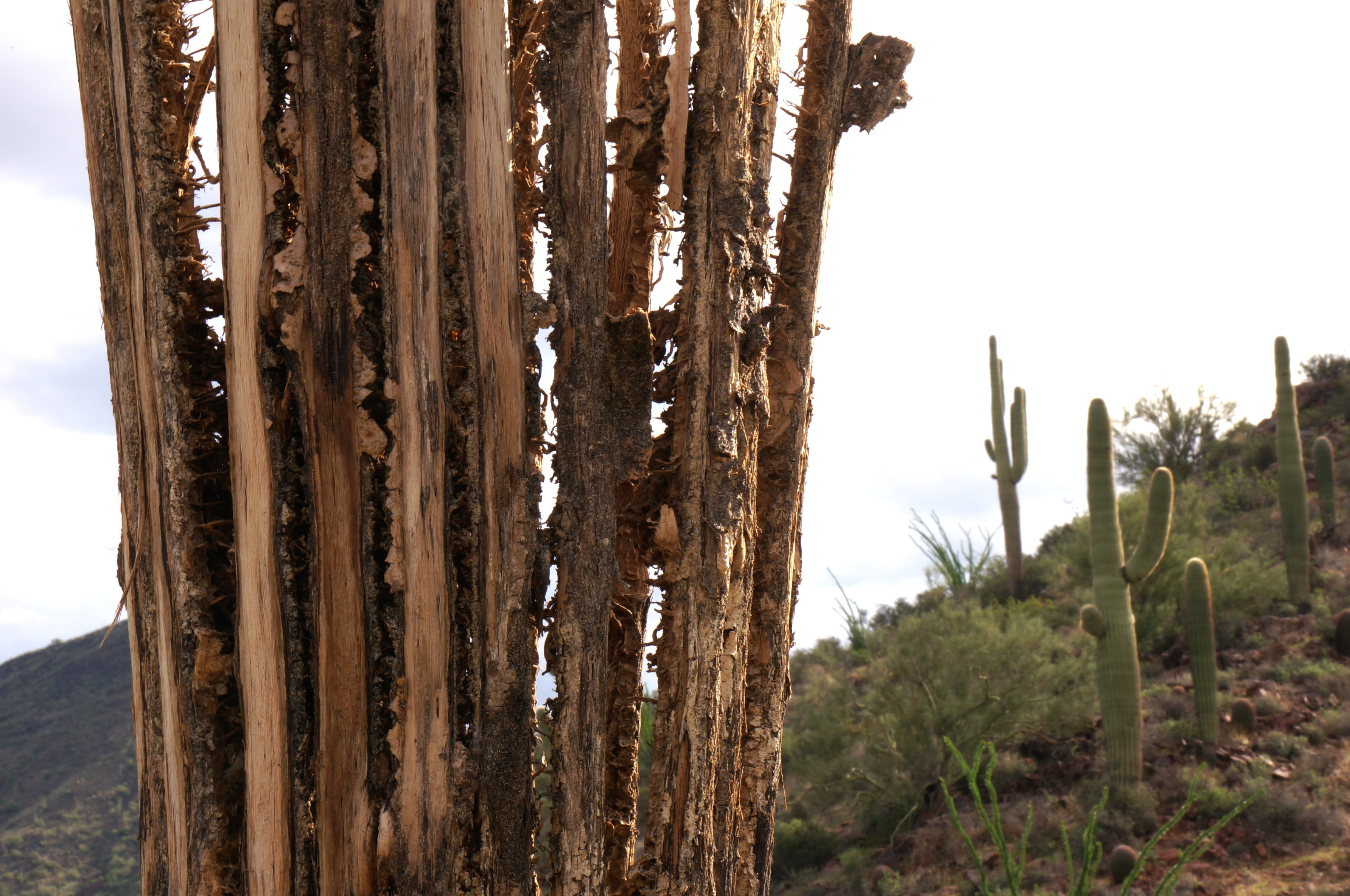 hiking, close-up, sonoran desert, scenics - nature, no people, tree trunk, growth, environment, sky, mountains, plant, cacti, tree, arizona, thorns, nature, HD Wallpaper