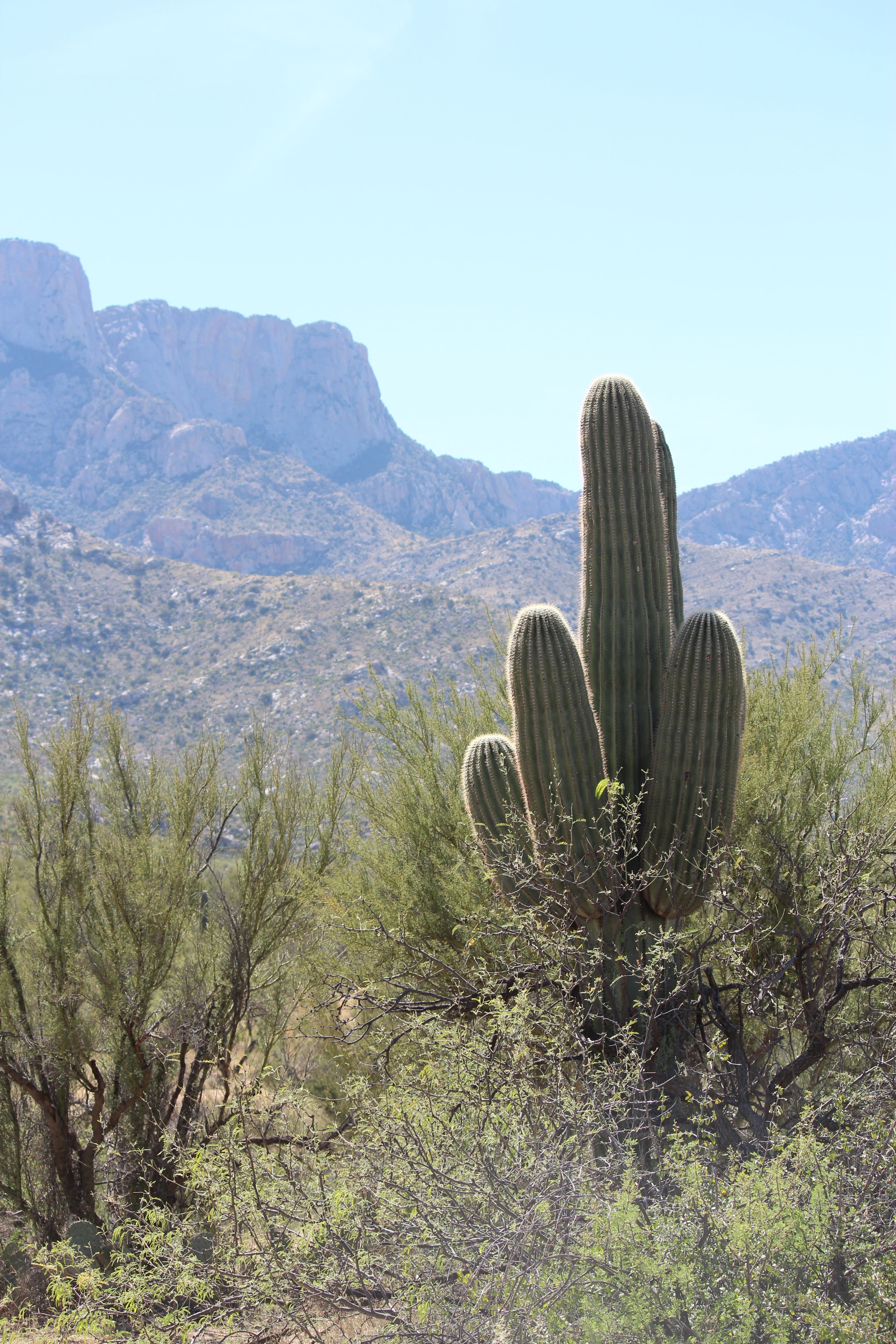 nature, idyllic, growth, scenics, wilderness, beauty in nature, succulent plant, tranquil scene, landscape, arizona, desert landscape, sonoran, environment, Phone HD Wallpaper