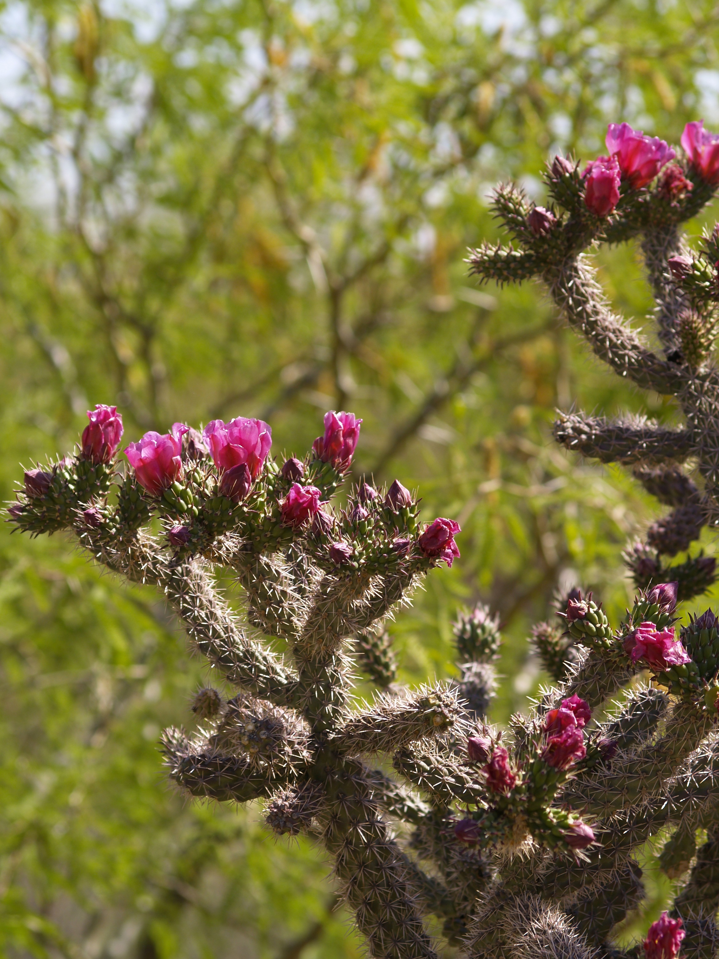 no people, outdoors, fragility, springtime, pink color, plant, growth, inflorescence, tucson, selective focus, vegetation, beauty in nature, purple, vulnerability, Phone HD Wallpaper