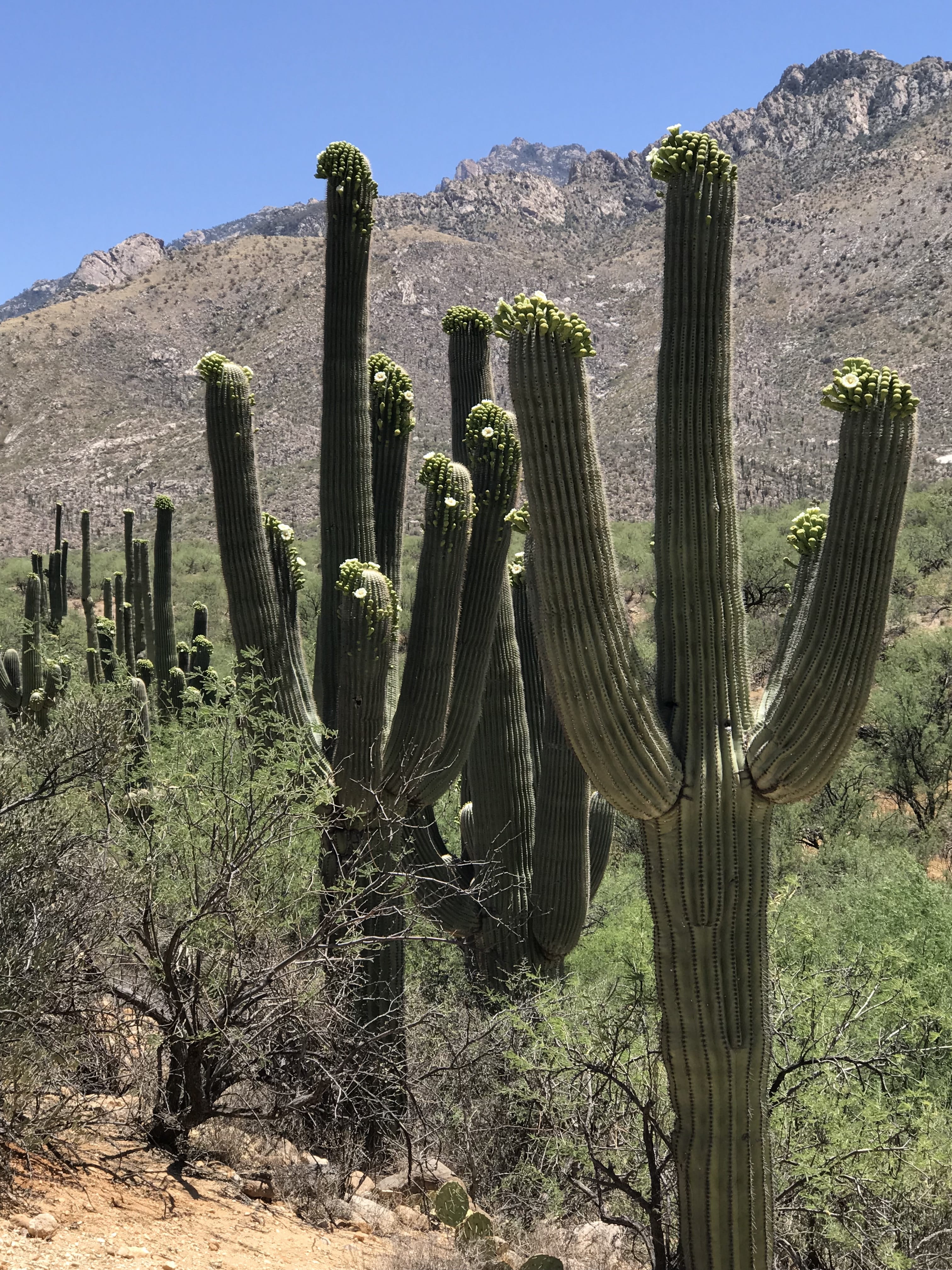 climate, catalina state park, desert, saguaro cactus, beauty in nature, day, canyon, tucson, outdoors, no people, scenics - nature, bloom, cactus, sonoran, Phone HD Wallpaper