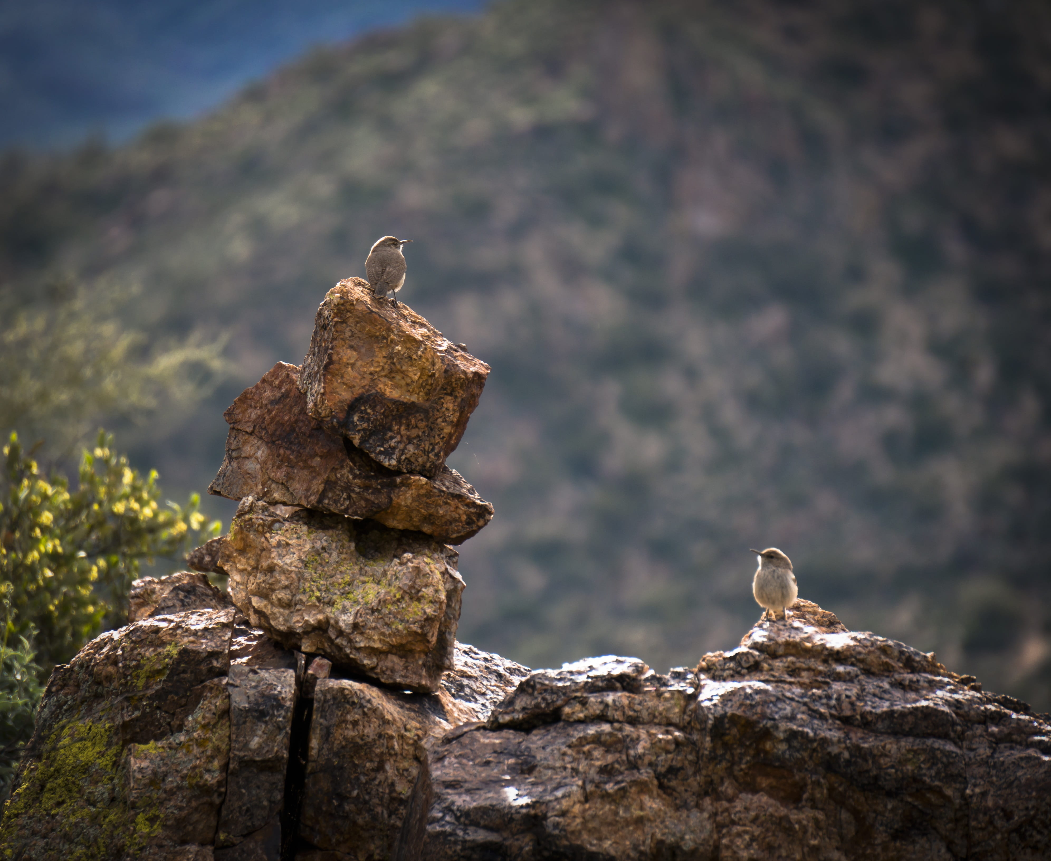 rock - object, rock, stack, rocks, animals in the wild, rugged, sonoran desert, desert, plant, close-up, birds, focus on foreground, hiking, solid, group of animals, HD Wallpaper