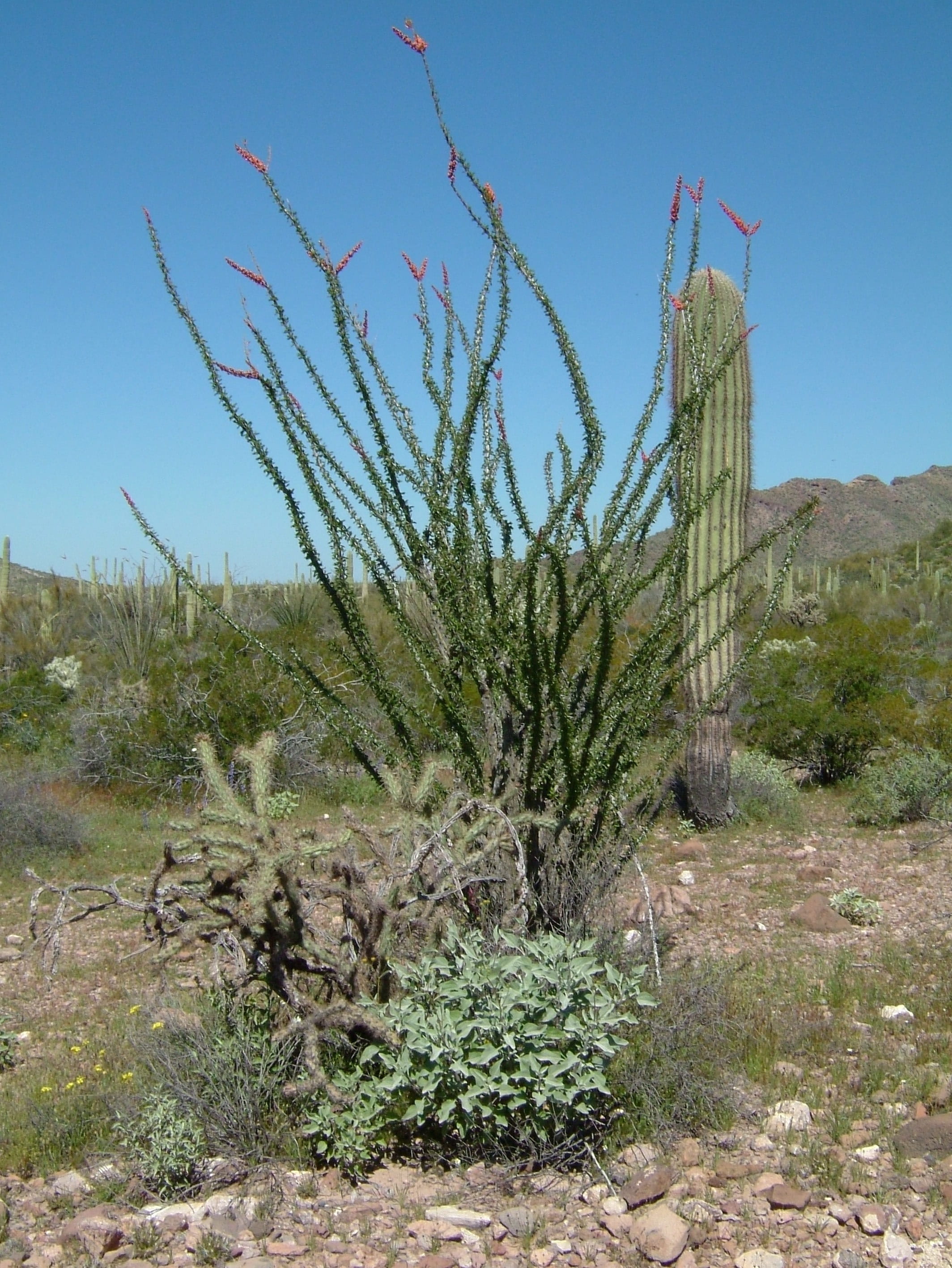 sky, sonoran, organ pipe cactus national monument, non-urban scene, organ, landscape, field, clear sky, growth, prickly, desert, succulent plant, green color, Phone HD Wallpaper