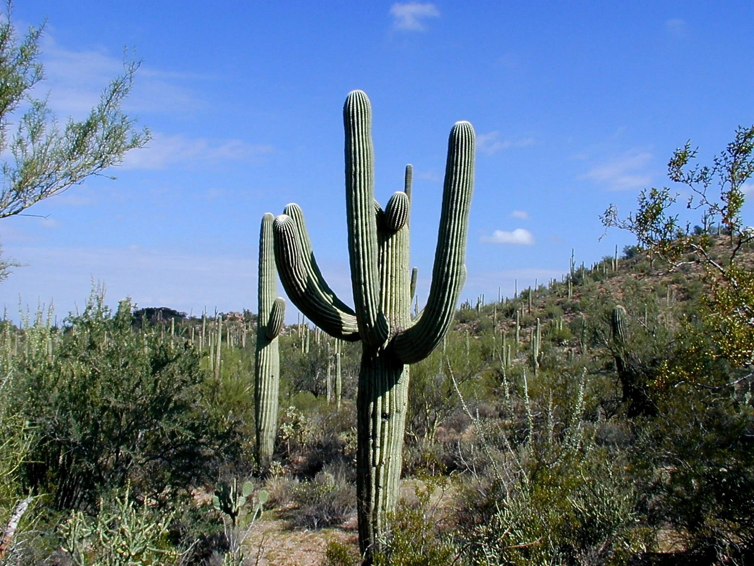 cactus, Saguaro National Park, 1080P, Arizona, tranquility, arid Climate, succulent plant, dry, environment, public domain, land, tranquil scene, scenics - nature, HD Wallpaper