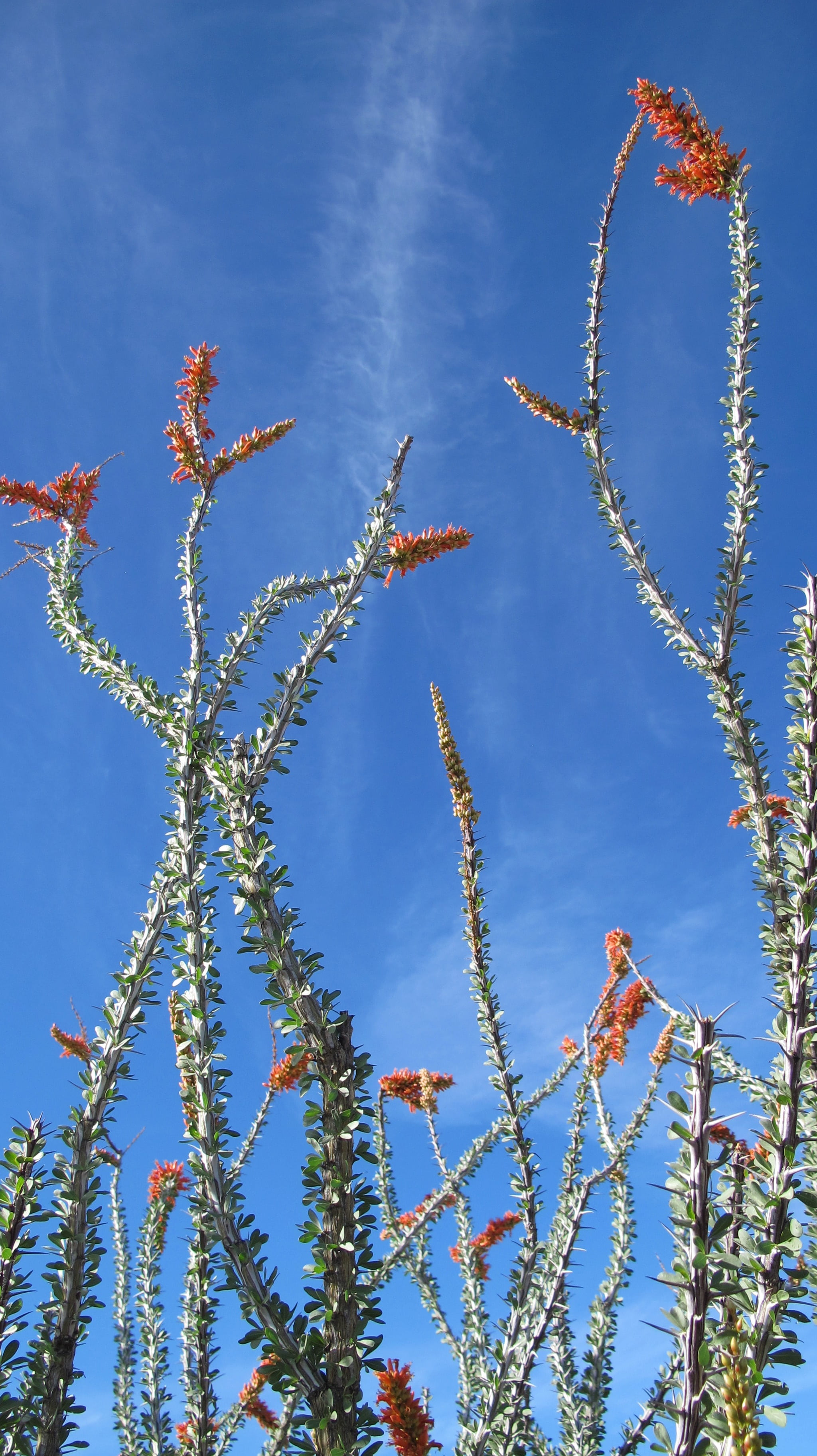 ocotillo, day, chihuahuan desert, flowering plant, scenics - nature, plant, tucson, low angle view, arizona, sonoran desert, fragility, nature, tranquility, Phone HD Wallpaper