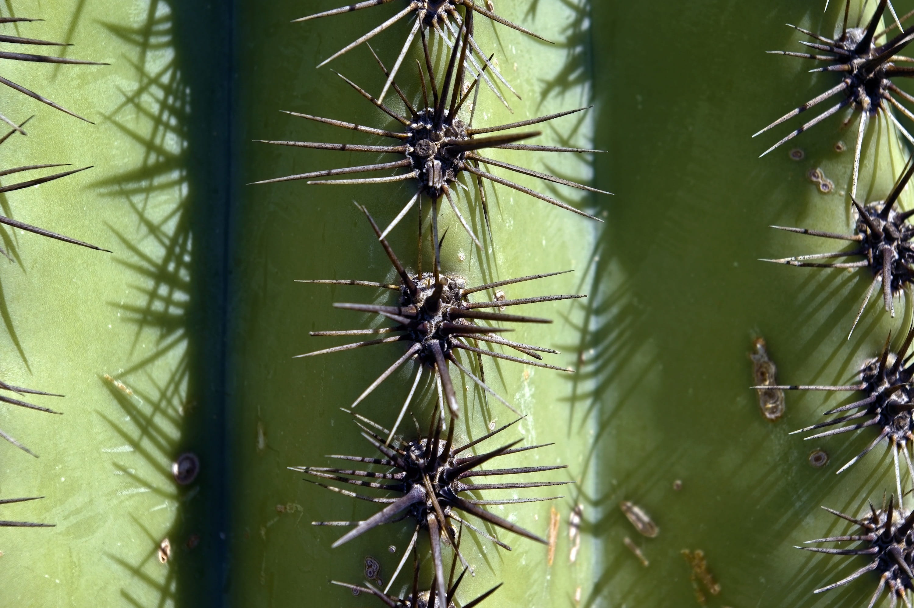 arizona, dry, southwest, beauty in nature, outdoors, focus on foreground, vegetation, growth, sign, green color, thorn, nature, carnegiea gigantea, cactus, HD Wallpaper