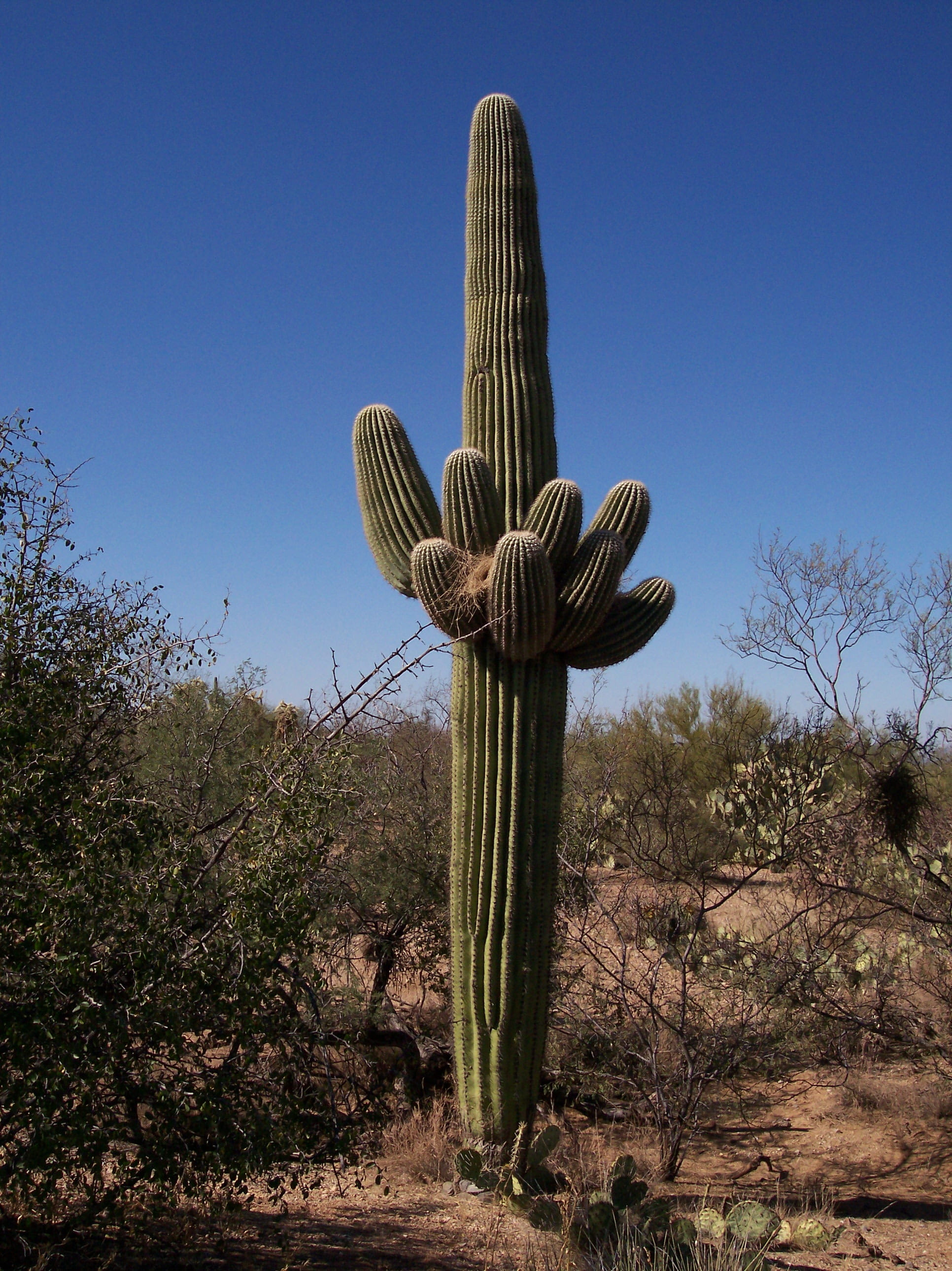spice, arizona, clear sky, semi-arid, Cactus, sky, dry, plant, scenics - nature, growth, thorns, landscape, arid Climate, tranquility, american west, nature, Phone HD Wallpaper
