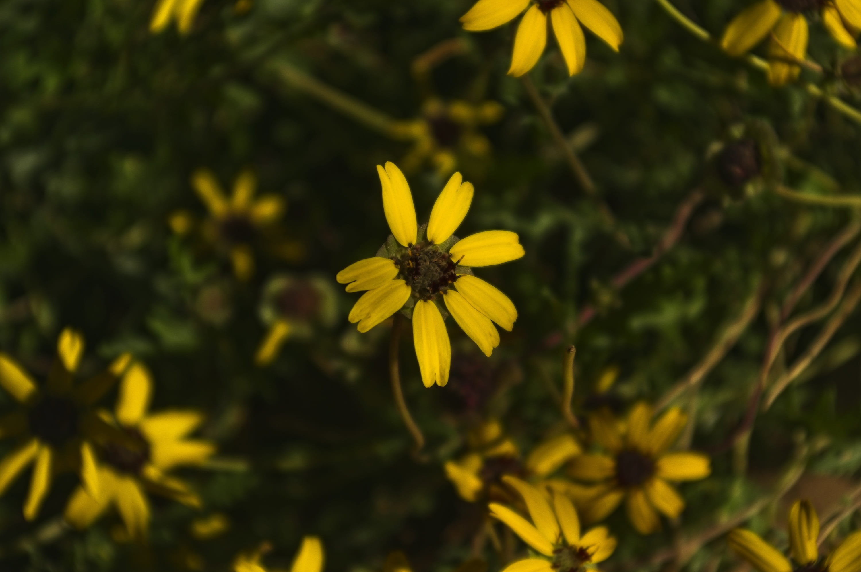 nature, orange, 2K, petals, wildflowers, growth, sonoran yellow sunflowers, close-up, floral, beauty in nature, natural, arizona, plant, flowering plant, HD Wallpaper