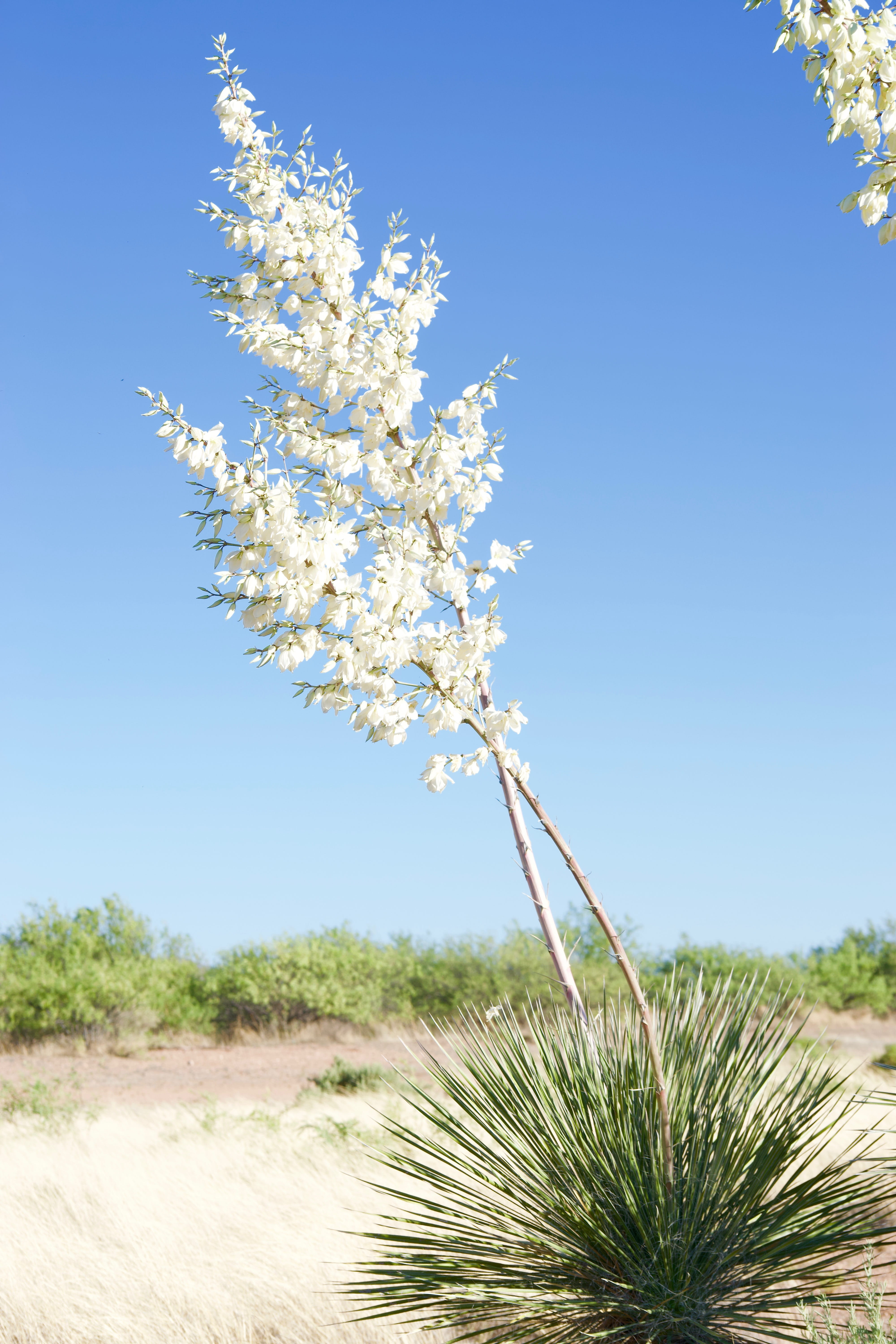 united states, growth, vulnerability, 5K, springtime, flowering plant, outdoors, soaptree yucca, sky, flower, sonoran desert, tranquility, freshness, day, Phone HD Wallpaper