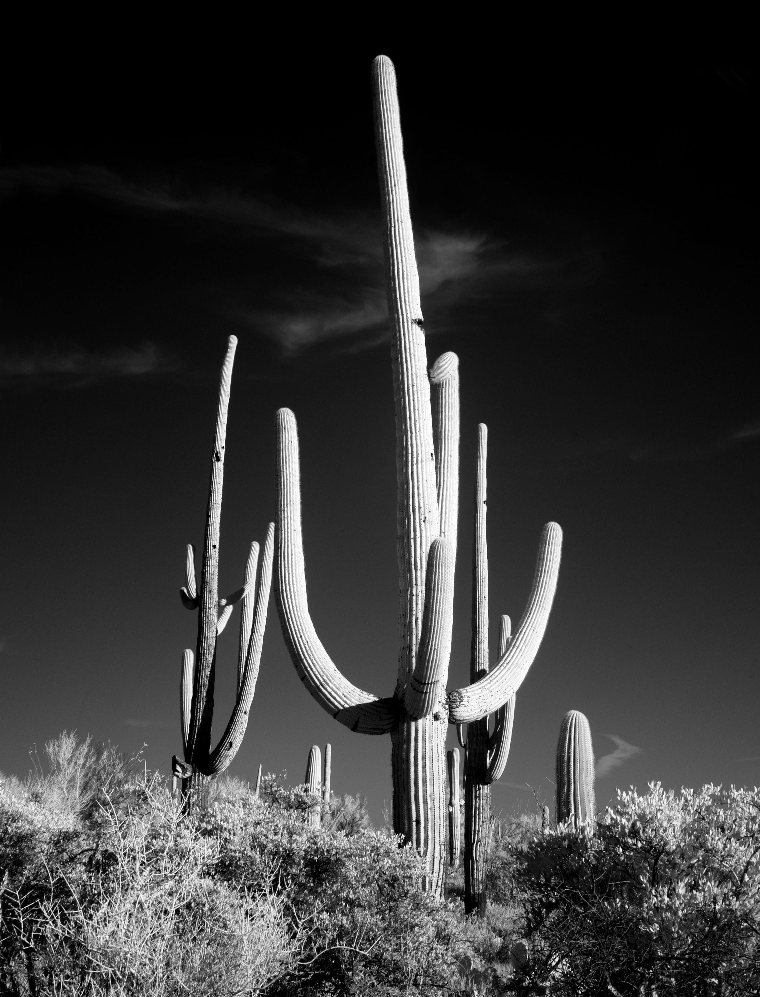environment, plant, saguaro cactus, tranquility, growth, landscape, semi-arid, united states, infra red, grayscale, cactus, beauty in nature, sky, north america, Phone HD Wallpaper