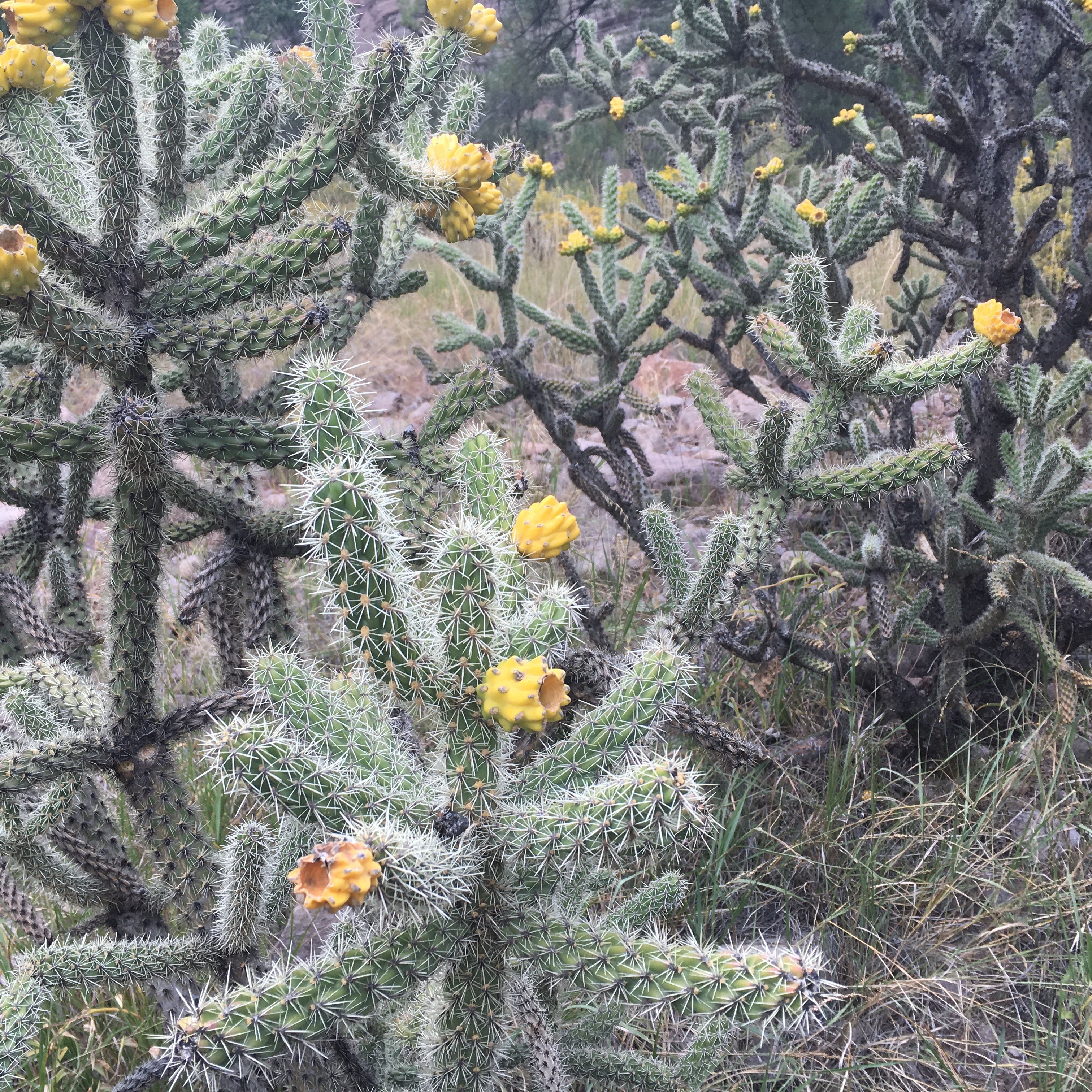 cacti, close-up, 2K, flowering plant, southwestern, flower, new mexico, yellow, succulent plant, high angle view, beauty in nature, vegetation, flora, Phone HD Wallpaper