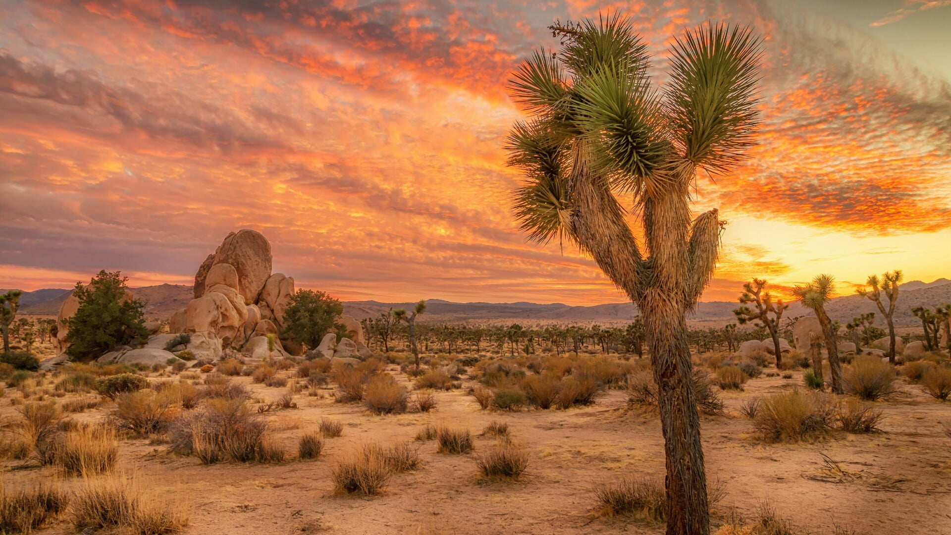 wilderness, desert, plant, land, nature, sky, usa, rock, 1080P, scenics - nature, growth, palm tree, national park, idyllic, savanna, cloud, climate, rock formation, HD Wallpaper