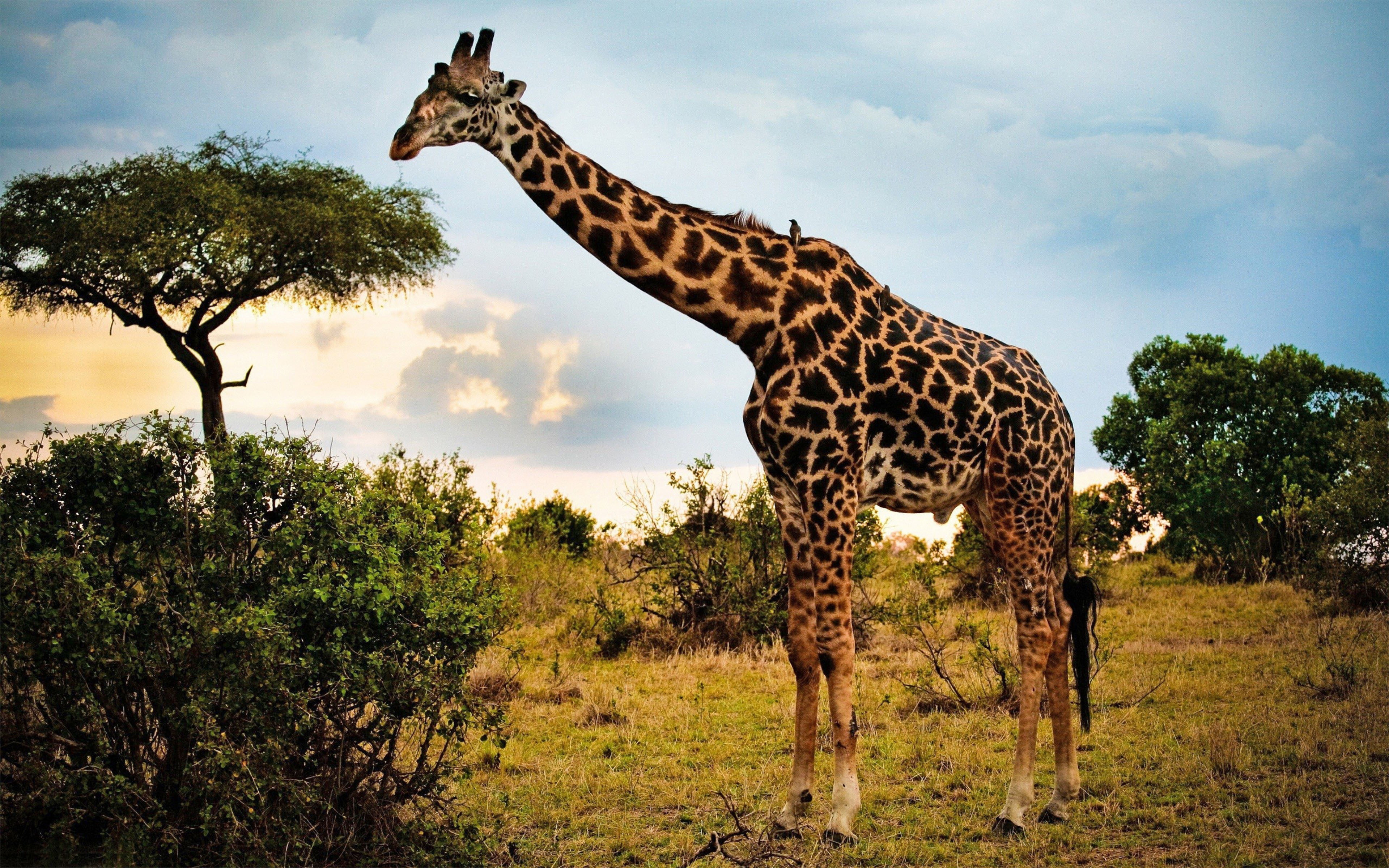 animal, trees, desktop, leaves, animal markings, giraffe, tree, land, plant, nature, animal neck, one animal, high, green, animals in the wild, no people, HD Wallpaper