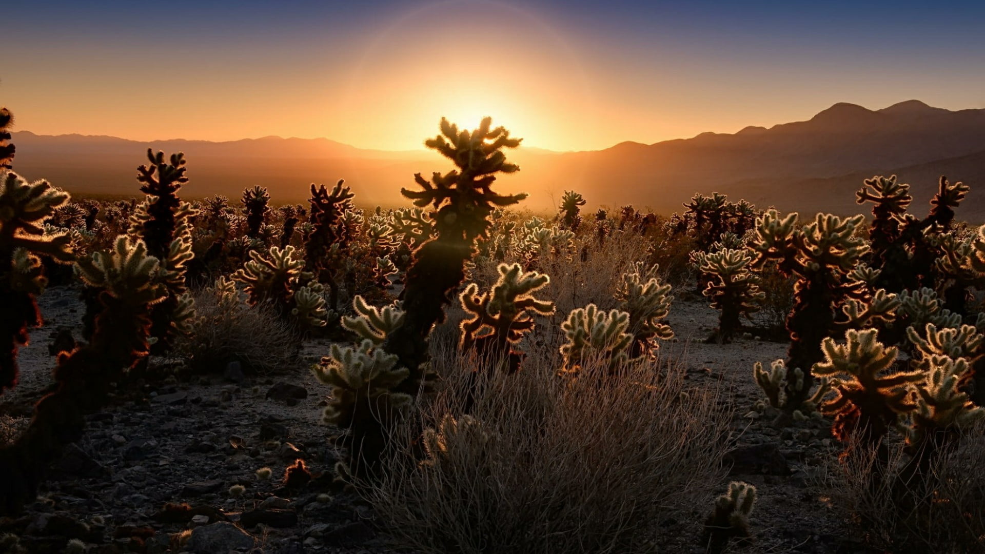 nature, dawn, joshua tree national park, land, cholla, flowering plant, plant, 1080P, scenics - nature, tree, sunrise, cacti, travel destinations, outdoors, HD Wallpaper
