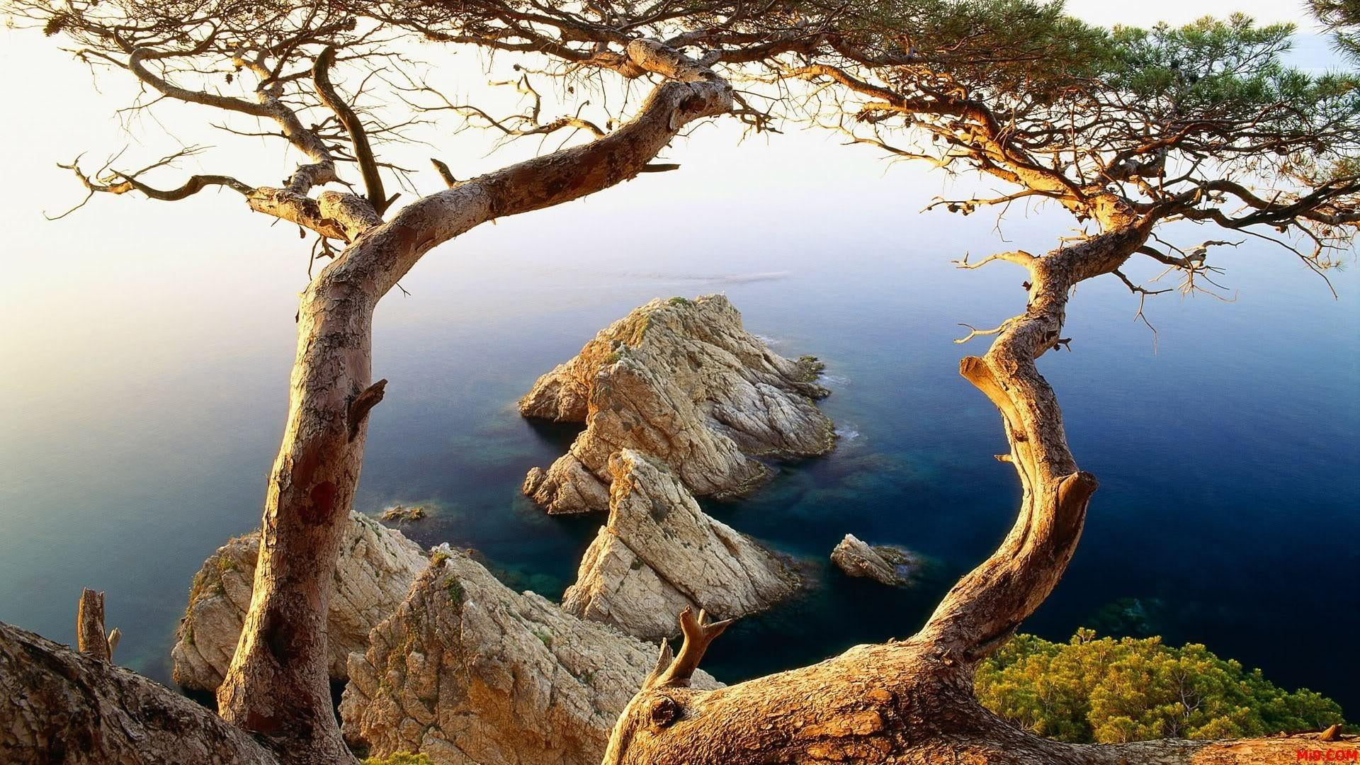 scenics - nature, 1080P, summer, beauty in nature, plant, shrubland, nature, non-urban scene, no people, tree trunk, branch, spain, bare tree, outdoors, HD Wallpaper