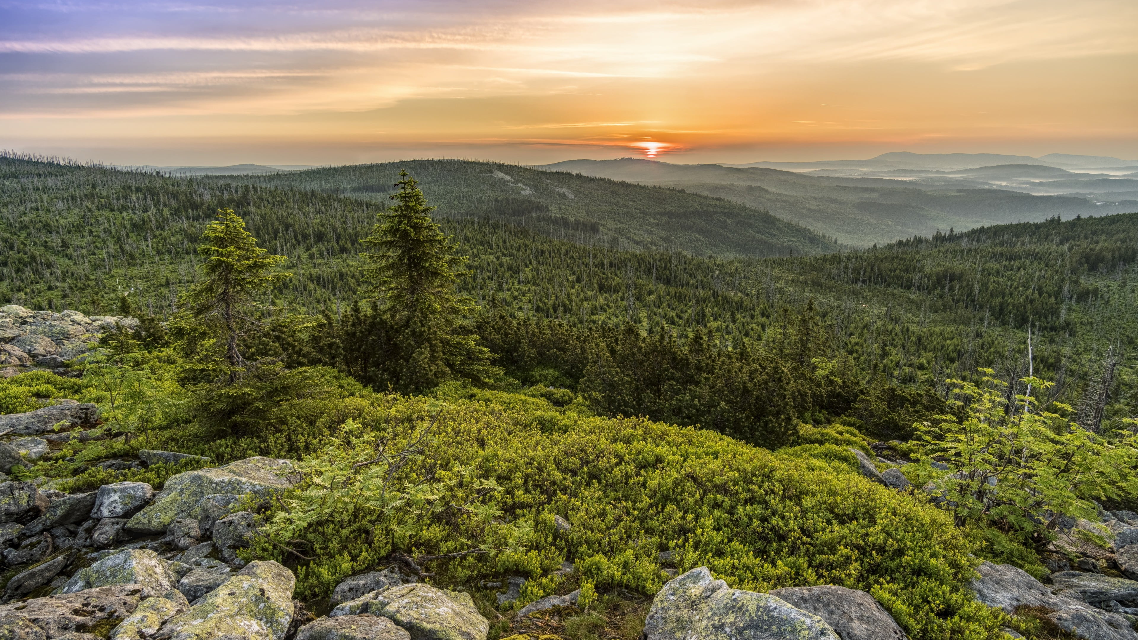 shrubland, wilderness, land, pine, tranquil scene, landscape, tree, sunset, scenics - nature, green color, nature reserve, highland, tranquility, woodland, HD Wallpaper