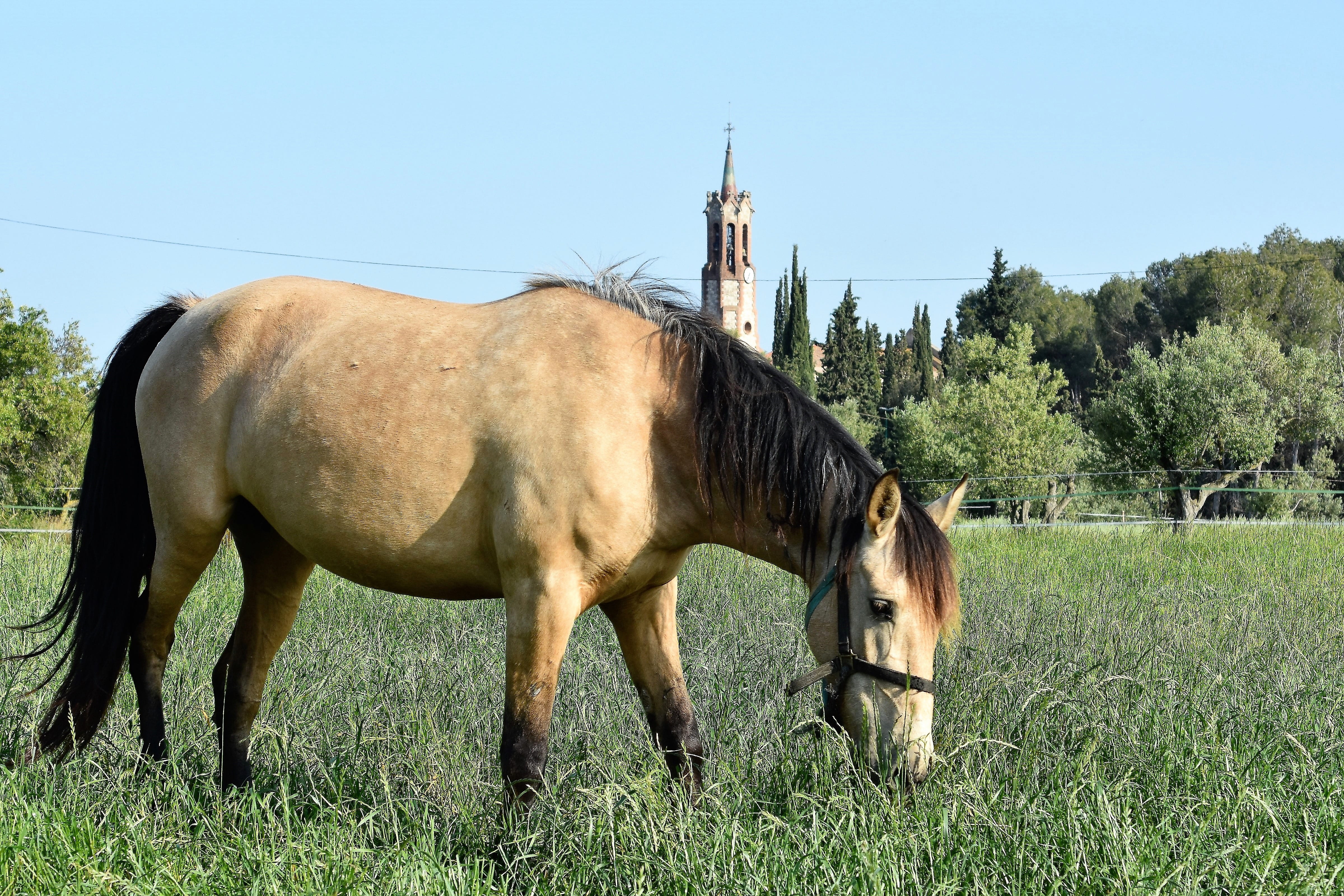 farm, mammal, lawn, domestic, livestock, mare, henar, pets, profile view, horse stallion, grazing, 4K, day, land, no people, wild life, pastures, animal, HD Wallpaper