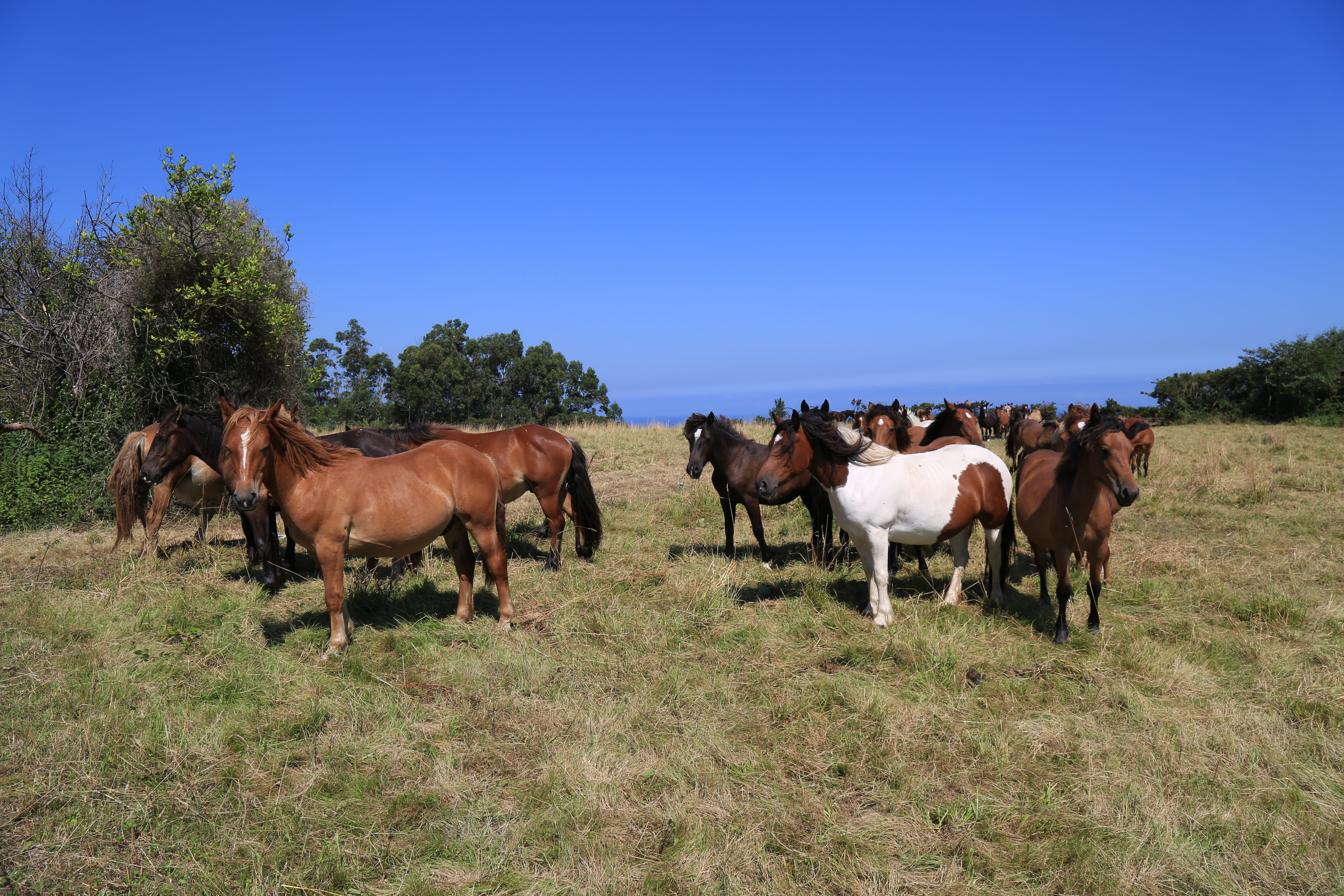 animal themes, livestock, cattle, sky, 5K, horse, cow, plant, land, group of animals, herd, animal wildlife, rural area, pastures, nature, animal, farm, HD Wallpaper