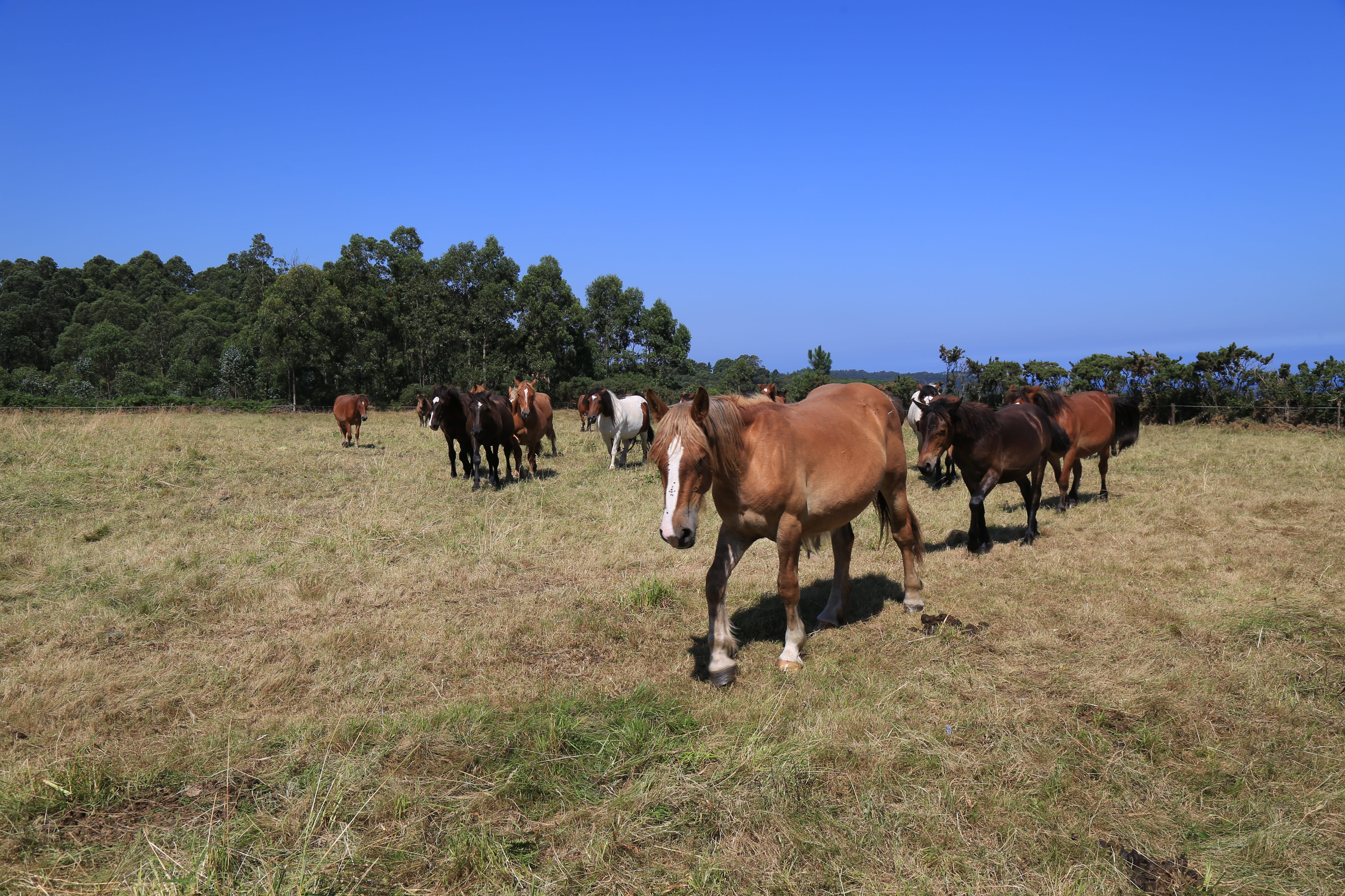 landscape, pastures, horse stallion, livestock, field, horse, sky, group of animals, farm, animal, mammal, domestic, animal themes, vertebrate, grasslands and shrublands temperate, HD Wallpaper