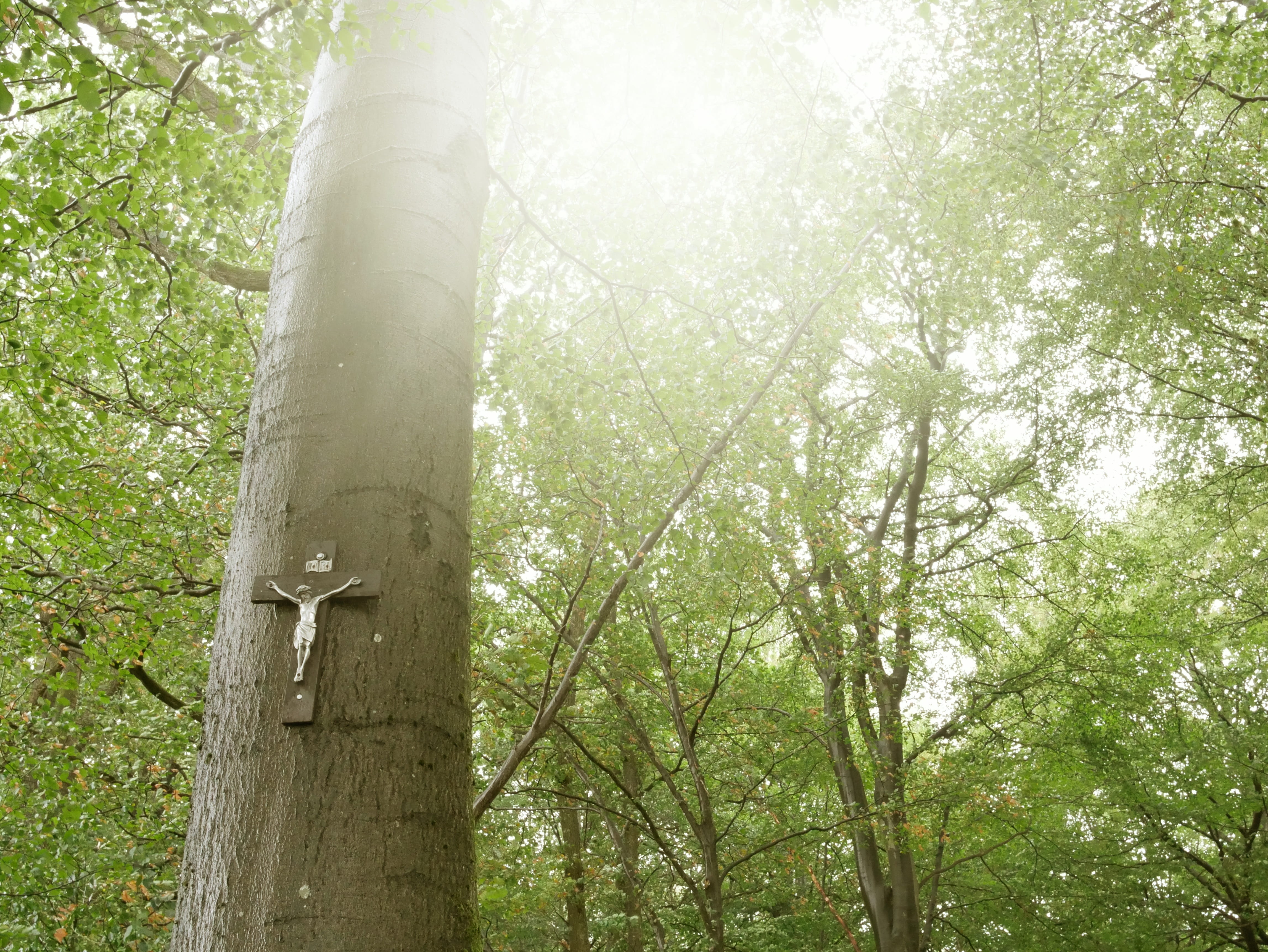 branch, trunk, god, woodland, 4K, jesus, idyllic, day, landscape, tranquility, no people, beauty in nature, land, outdoors, tree, holy, religion, christian, HD Wallpaper