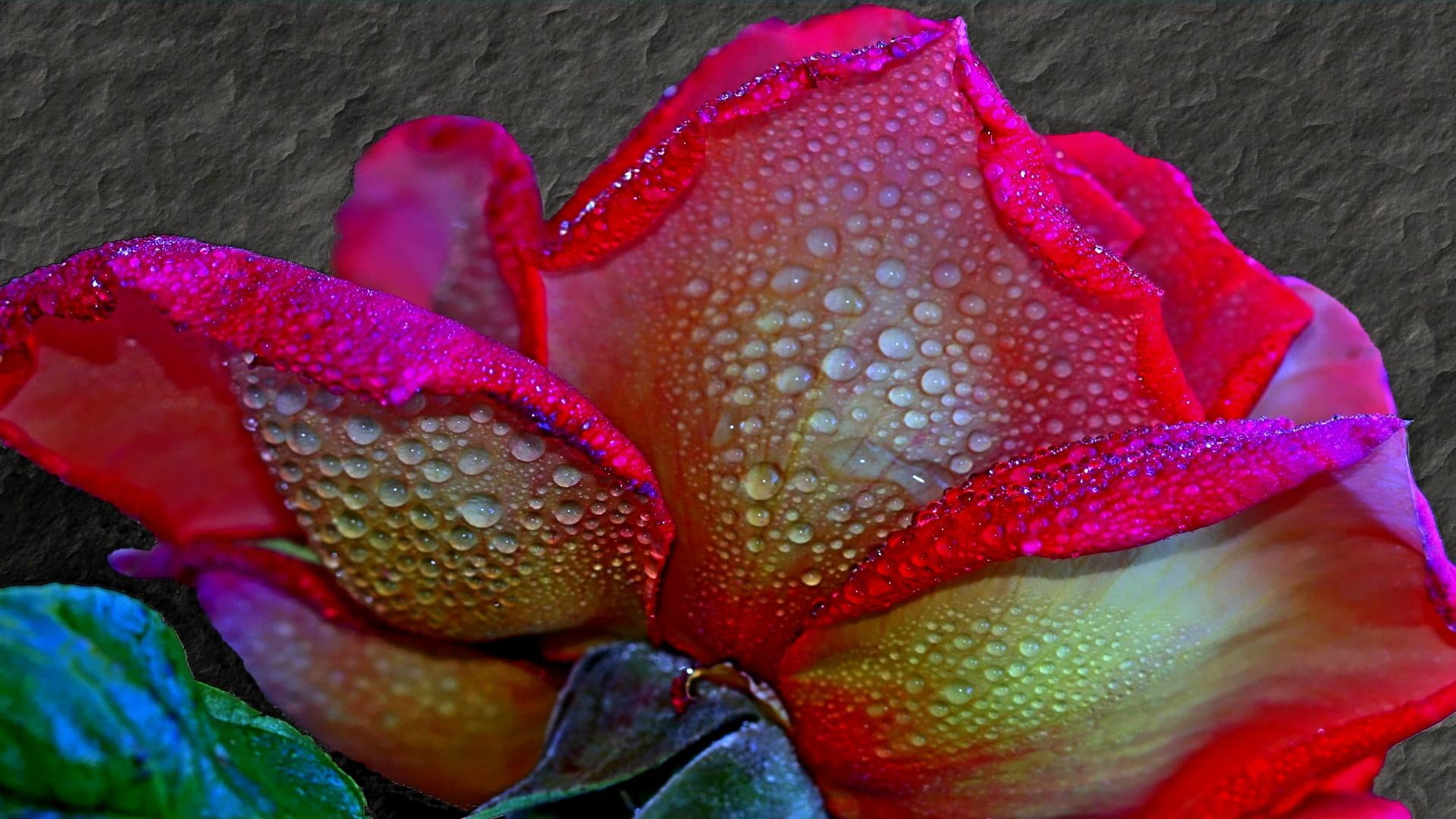 3d and abstra, 1080P, romantic, glow, tenderness, dews, loving, flower, caring, forgiveness, sweetness, beauty, water drops, HD Wallpaper