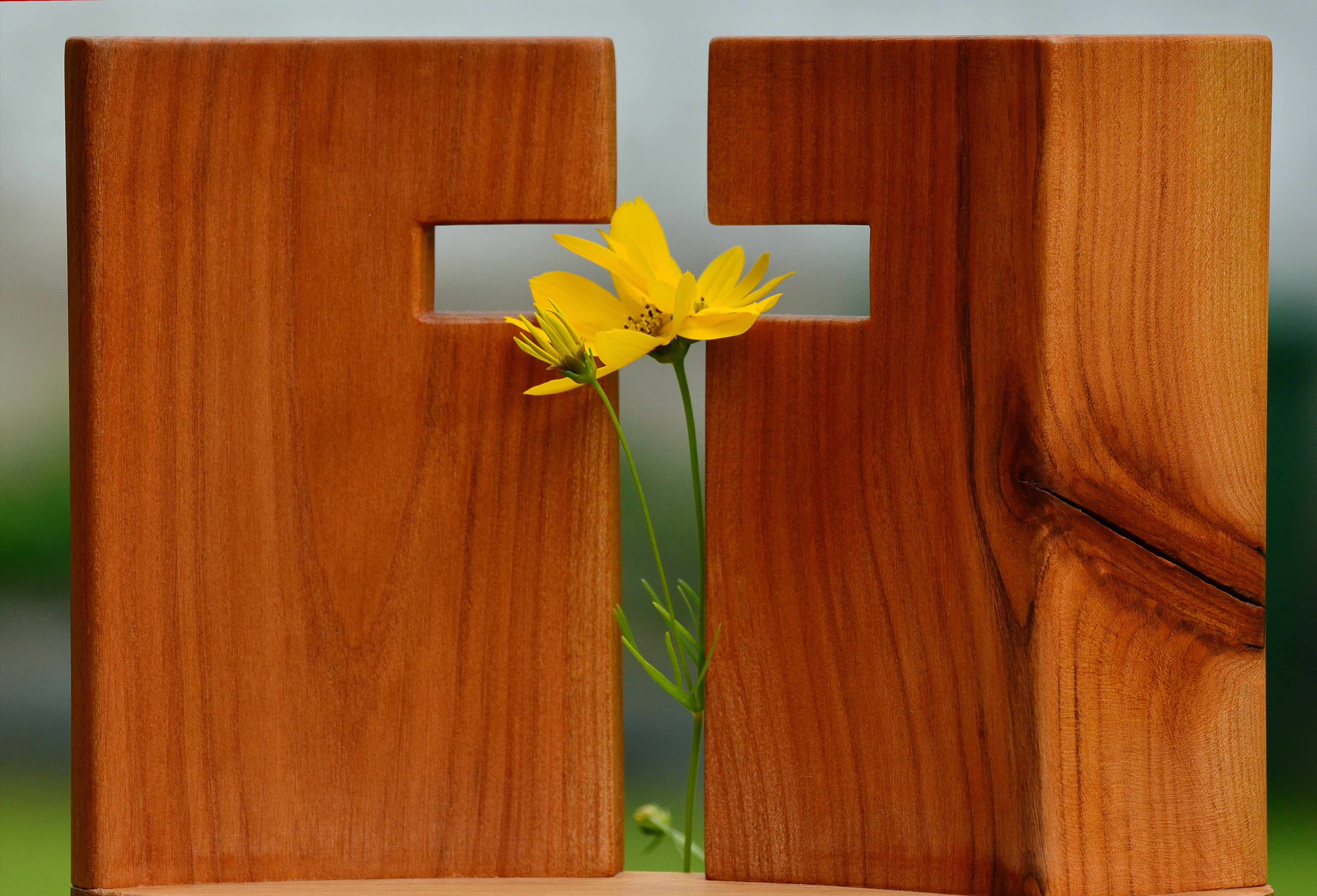 flower head, jesus, christ, god, consolation, two, plant stem, yellow, growth, inflorescence, outdoors, christian, easter, cross, christianity, beauty in nature, HD Wallpaper