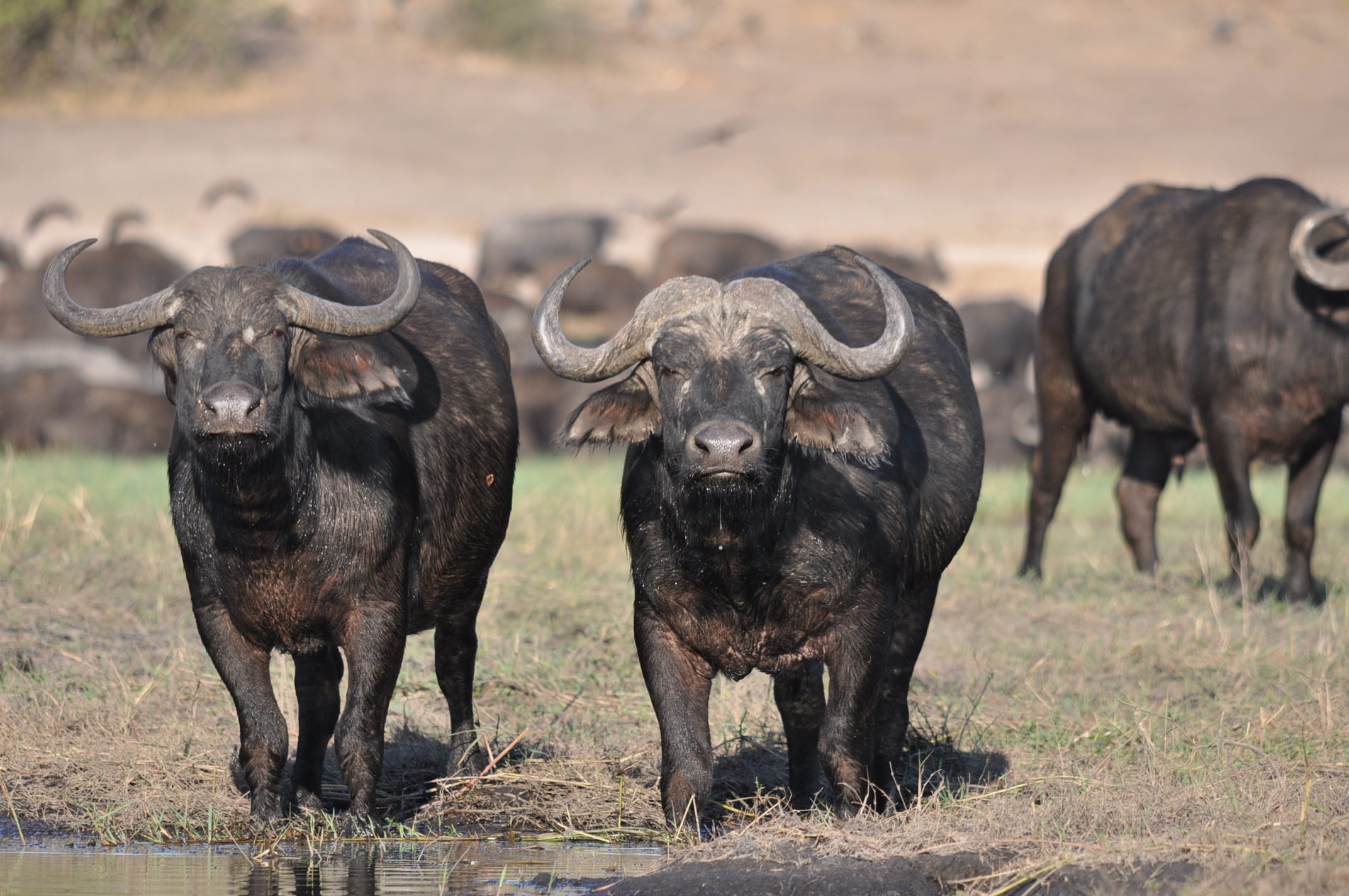 mammal, water, botswana, 1080P, big, animals in the wild, looking at camera, vertebrate, no people, animal wildlife, travel, safari, buffalo, wildlife, HD Wallpaper
