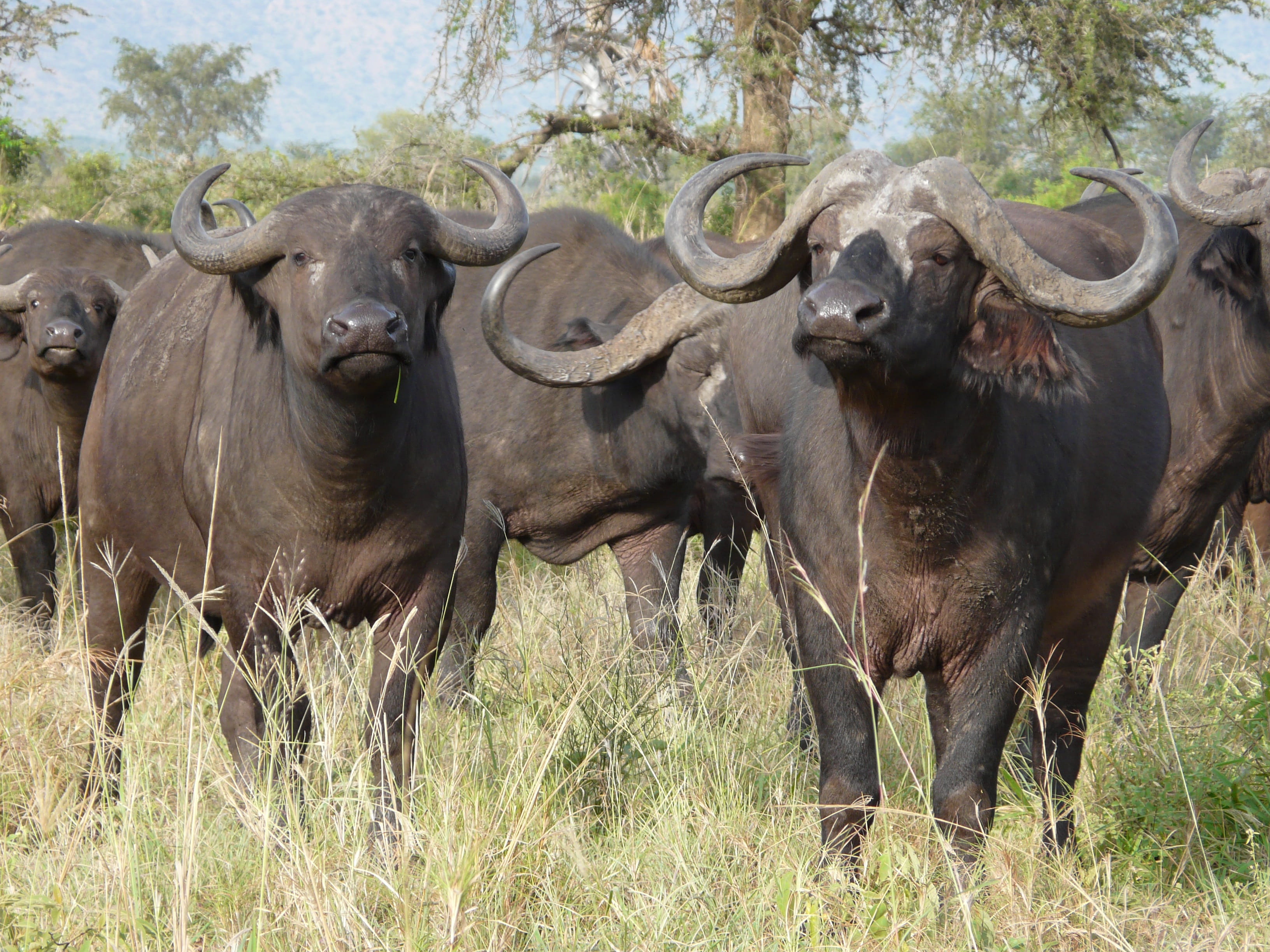 animal wildlife, Wildlife, Cape Buffalo, vertebrate, travel, day, livestock, plant, herbivorous, looking at camera, horned, no people, 2K, outdoors, herd, HD Wallpaper