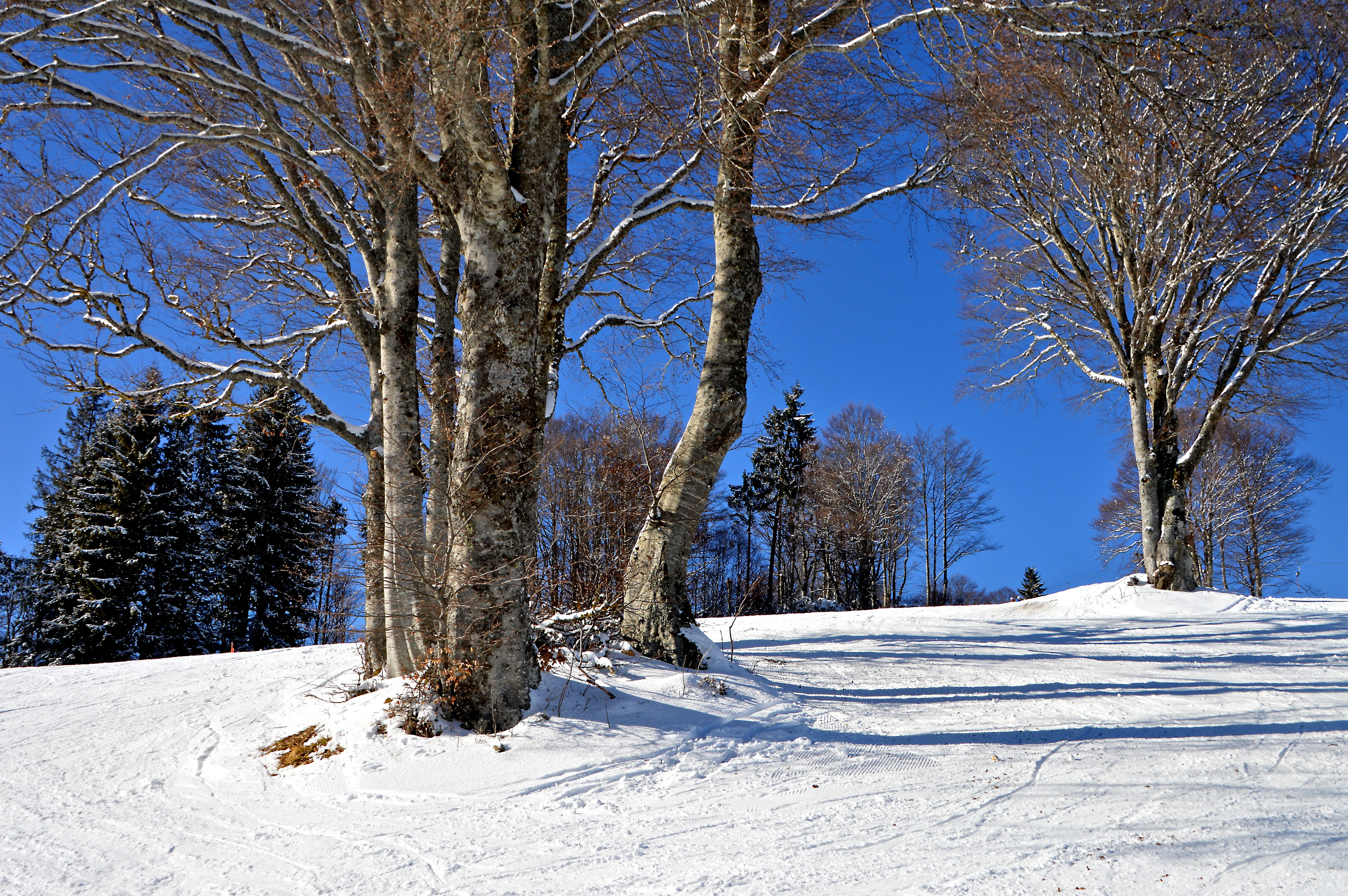 plant, environment, no people, mountain, sky, black forest, landscape, trees, hill, tranquil scene, scenics - nature, ski run, children hill, winter, holiday, HD Wallpaper