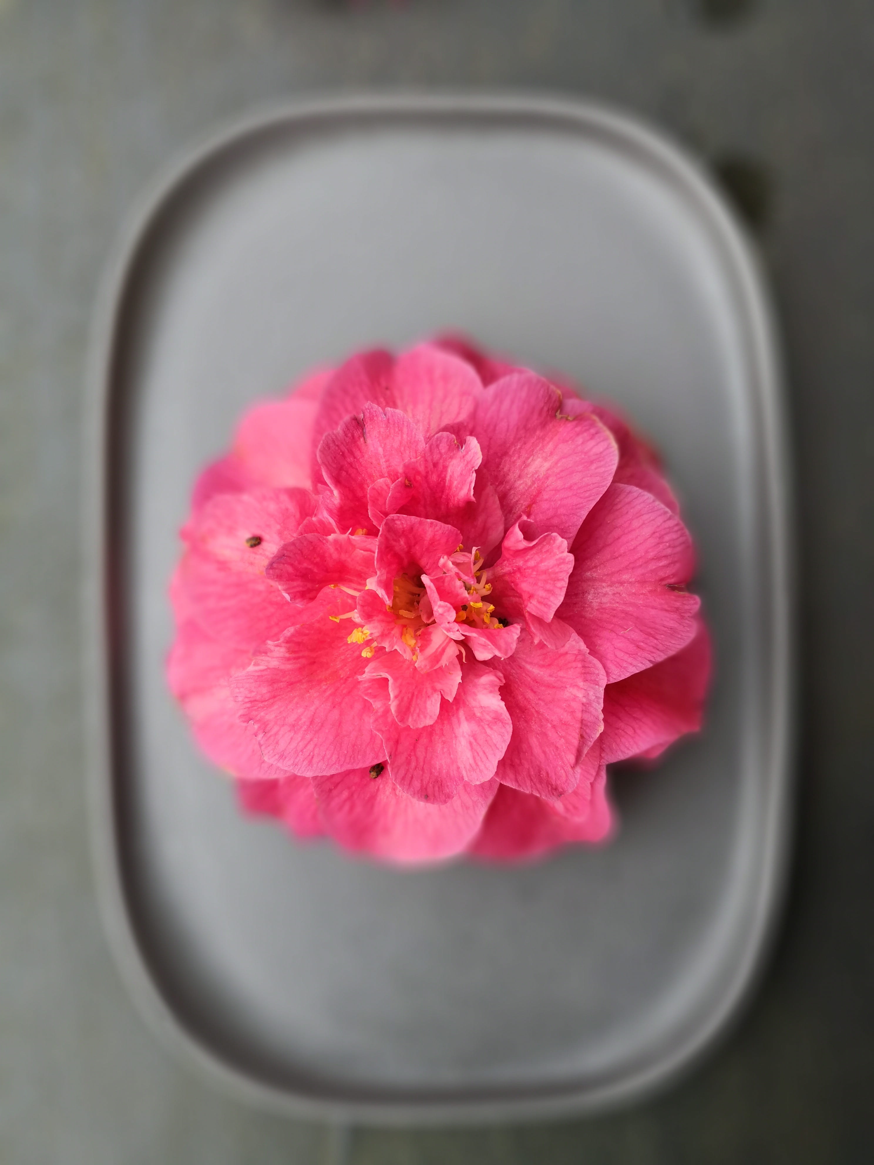 fragility, how to make paper flowers, pink color, flower making, vulnerability, paper flower, pink paper flowers, flower head, delta, studio shot, 2329 56 st, Phone HD Wallpaper