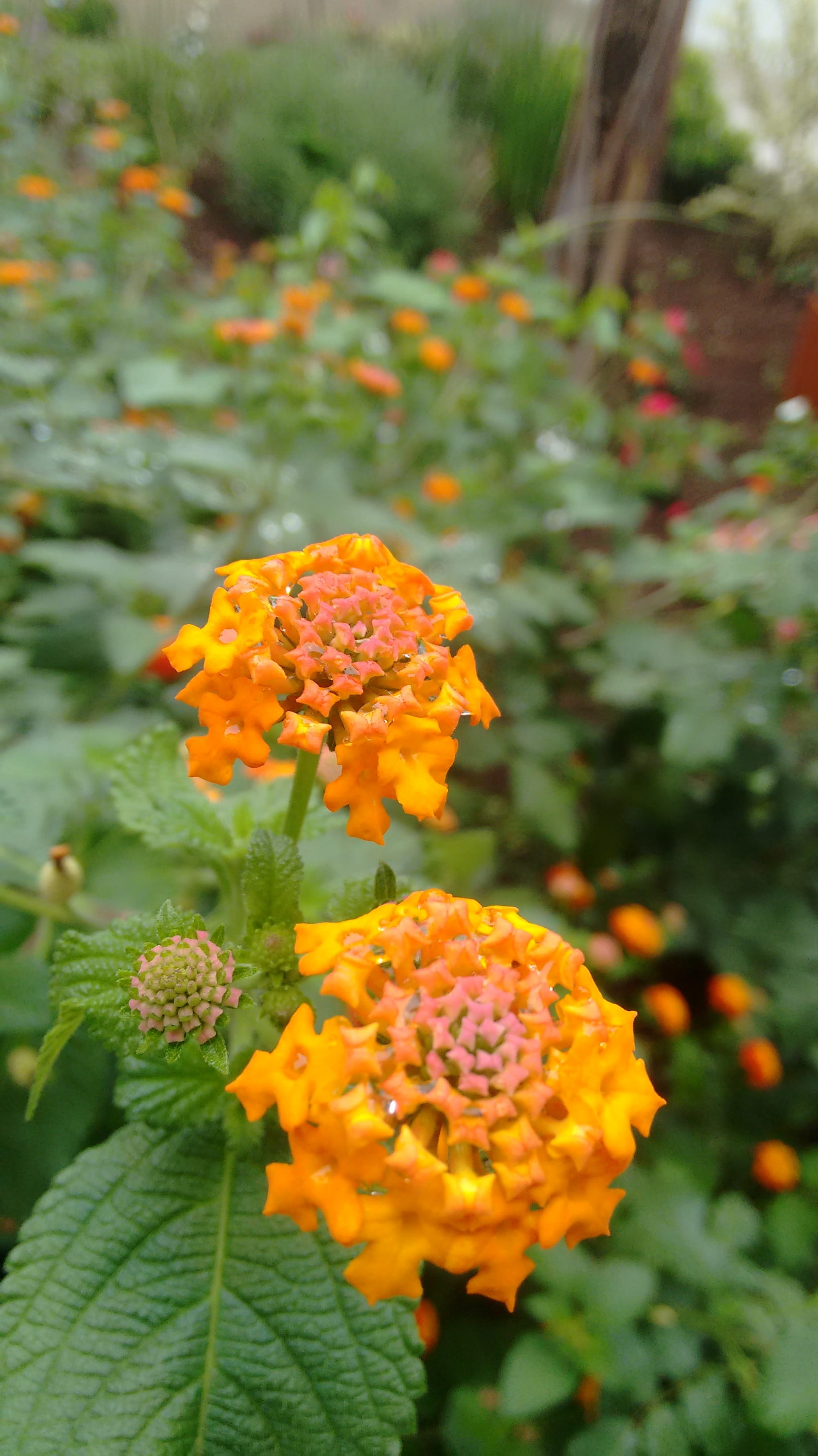 lantana, vulnerability, flowers, growth, outdoors, inflorescence, yellow, no people, petal, photo, plant, freshness, day, beginner, flower, cellular, flowering plant, Phone HD Wallpaper