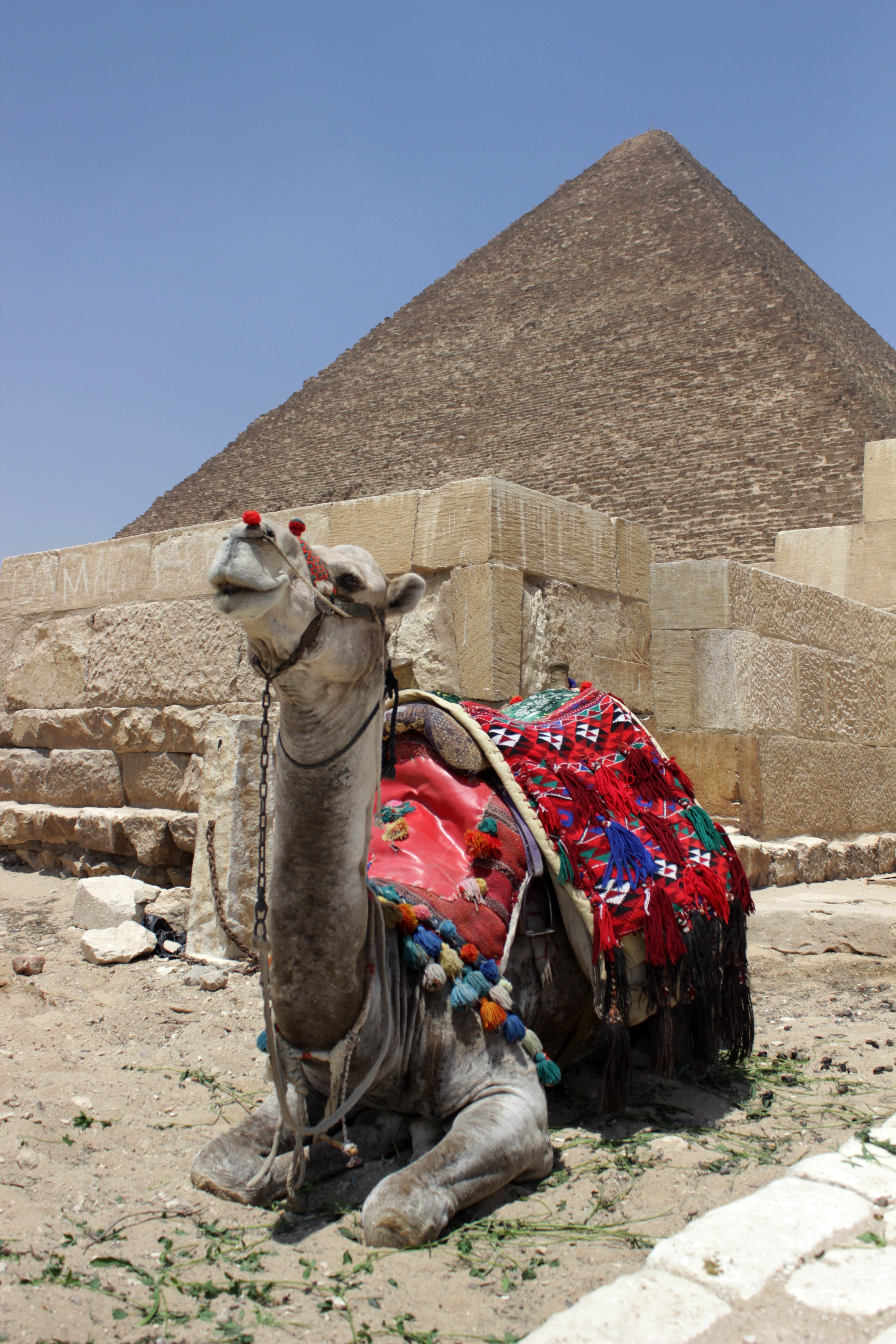 travel Locations, animal, arid climate, ancient civilization, aladdin, one animal, outdoors, domestic animals, arabic, mammal, Egypt, Camel, built structure, Phone HD Wallpaper