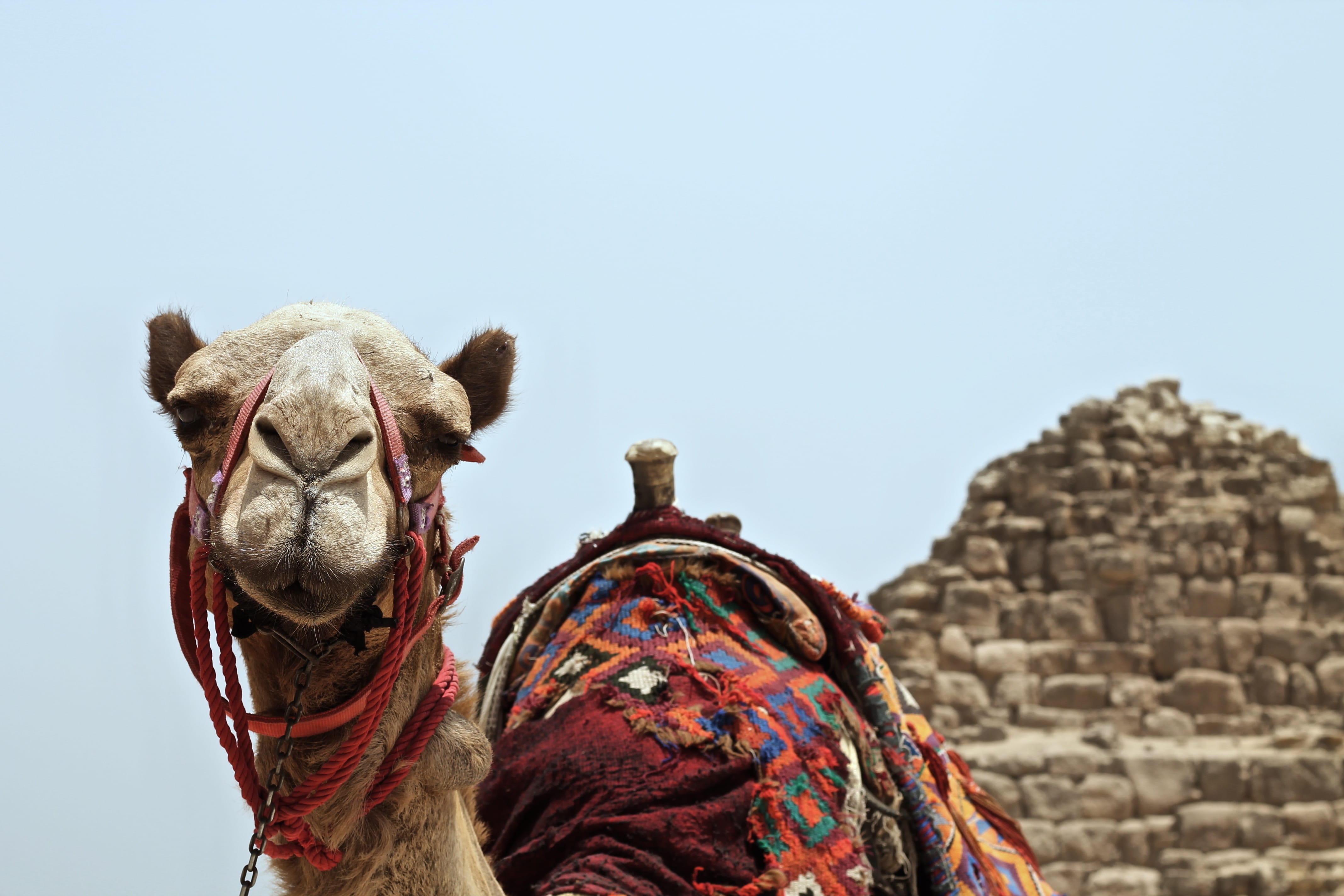 animals And Pets, pets, domestic animals, brown, rock, sky, working animal, animal, nature, ancient civilization, day, saddle, outdoors, animal head, history, HD Wallpaper
