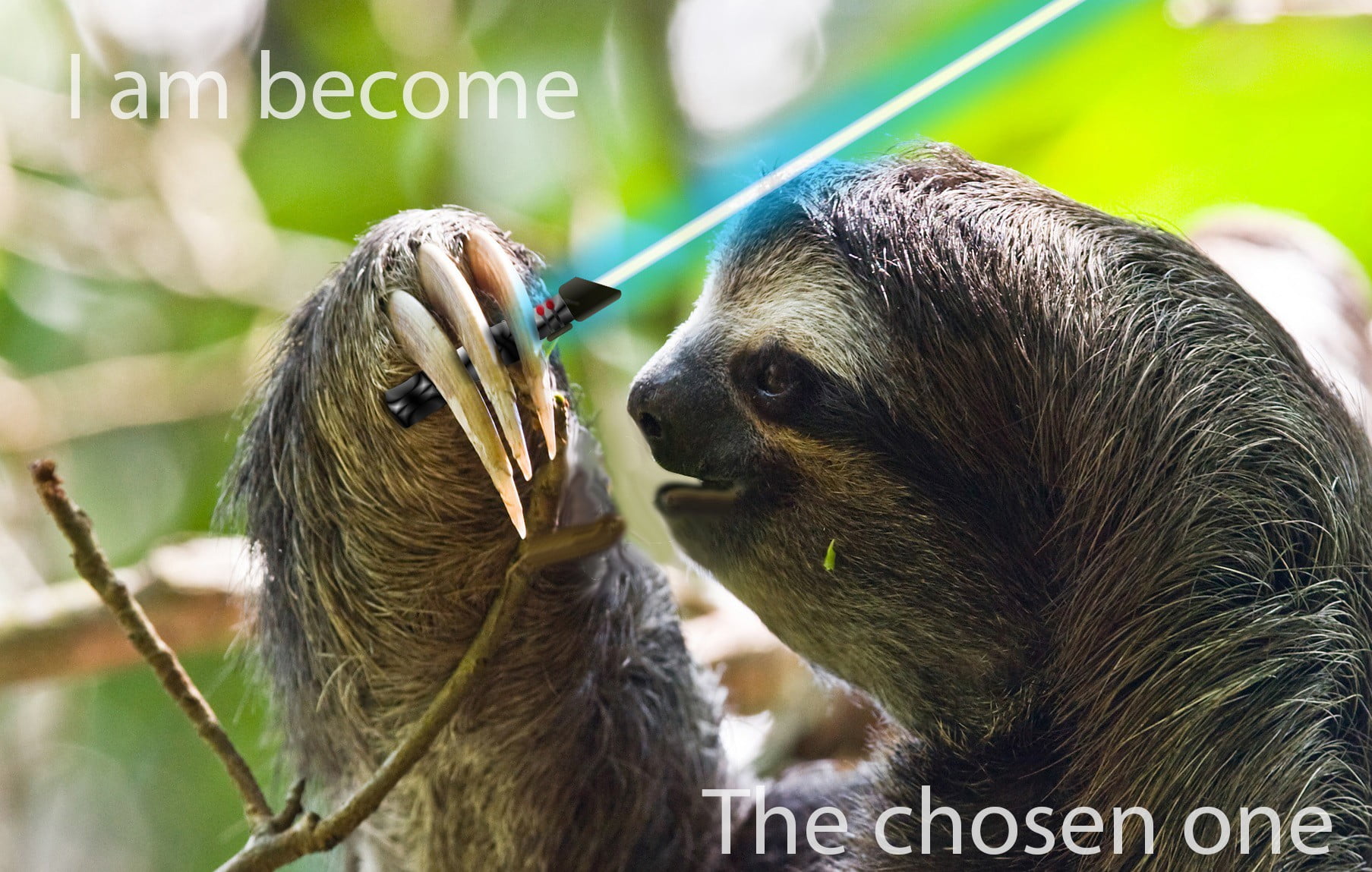 become, animal, sloth, vertebrate, animal family, close-up, no people, animal themes, monkey, humor, animal wildlife, memes, two animals, gray, focus on foreground, HD Wallpaper