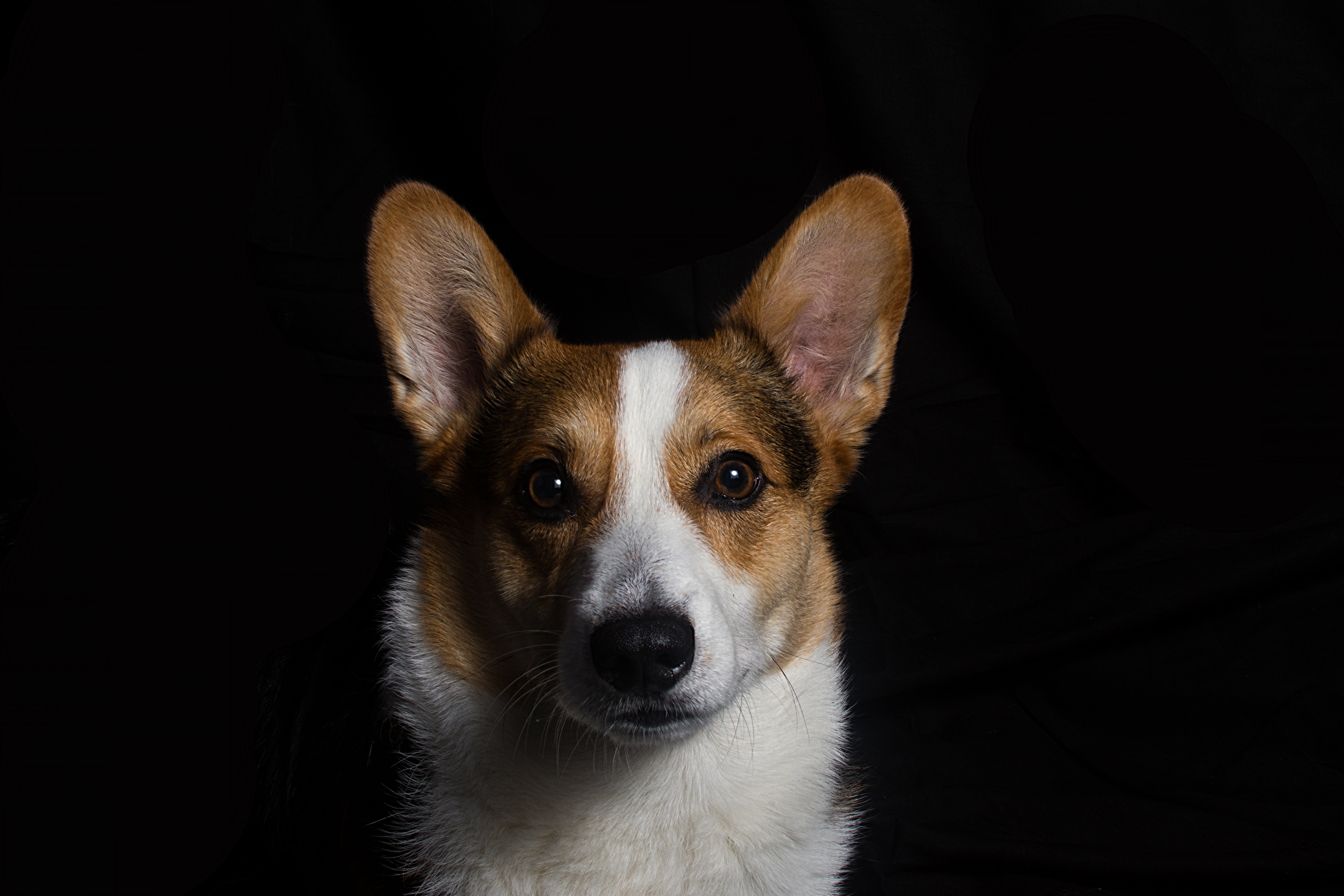 muzzle, human Face, front view, animal, looking at camera, studio shot, coated, small, domestic, animal eye, white, puppy, young Animal, nature, dog, 5K, HD Wallpaper