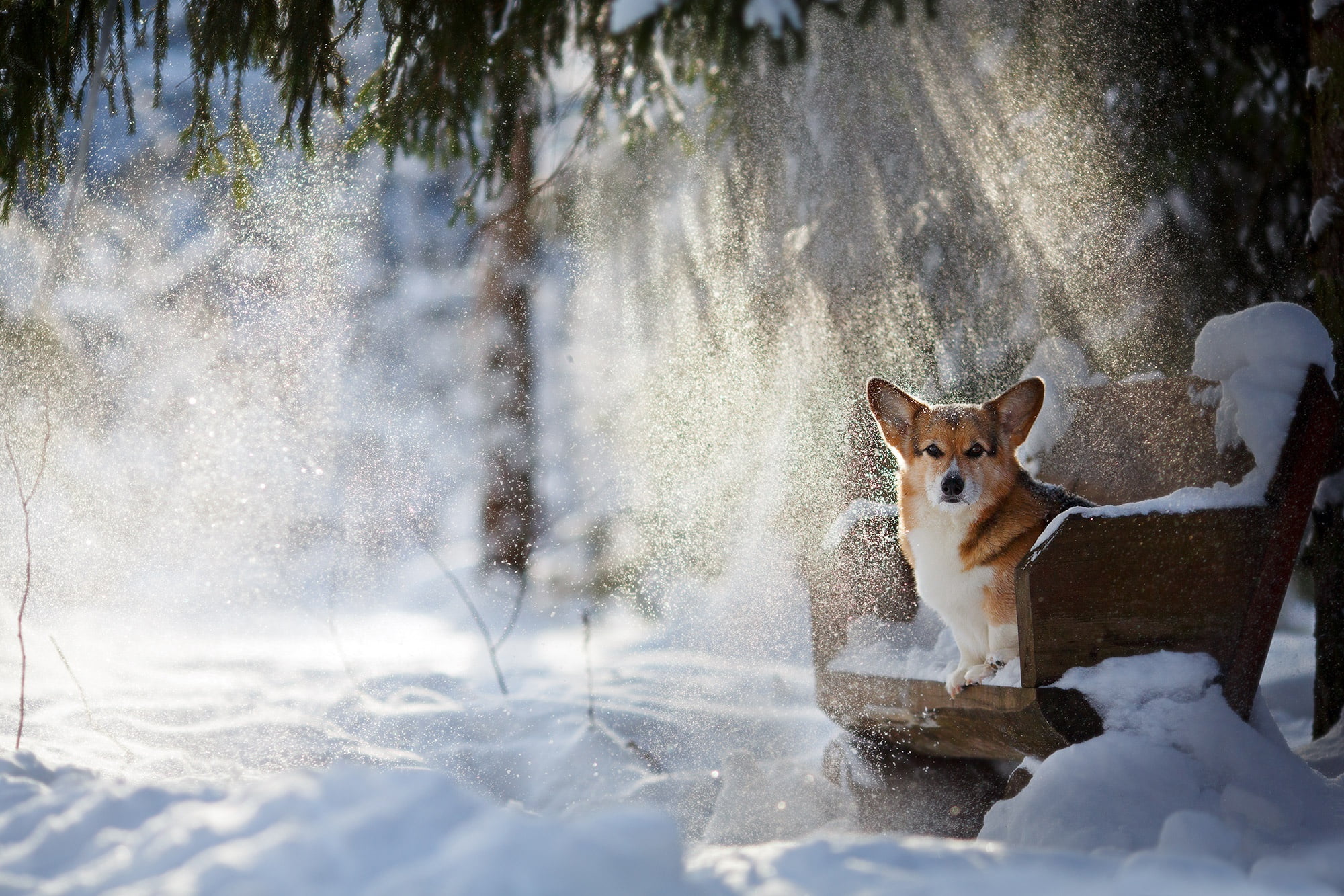snow, chair, cold temperature, portrait, field, snowing, domestic animals, domestic, animal, nature, animal wildlife, 1080P, tan, white, plant, Corgi, HD Wallpaper