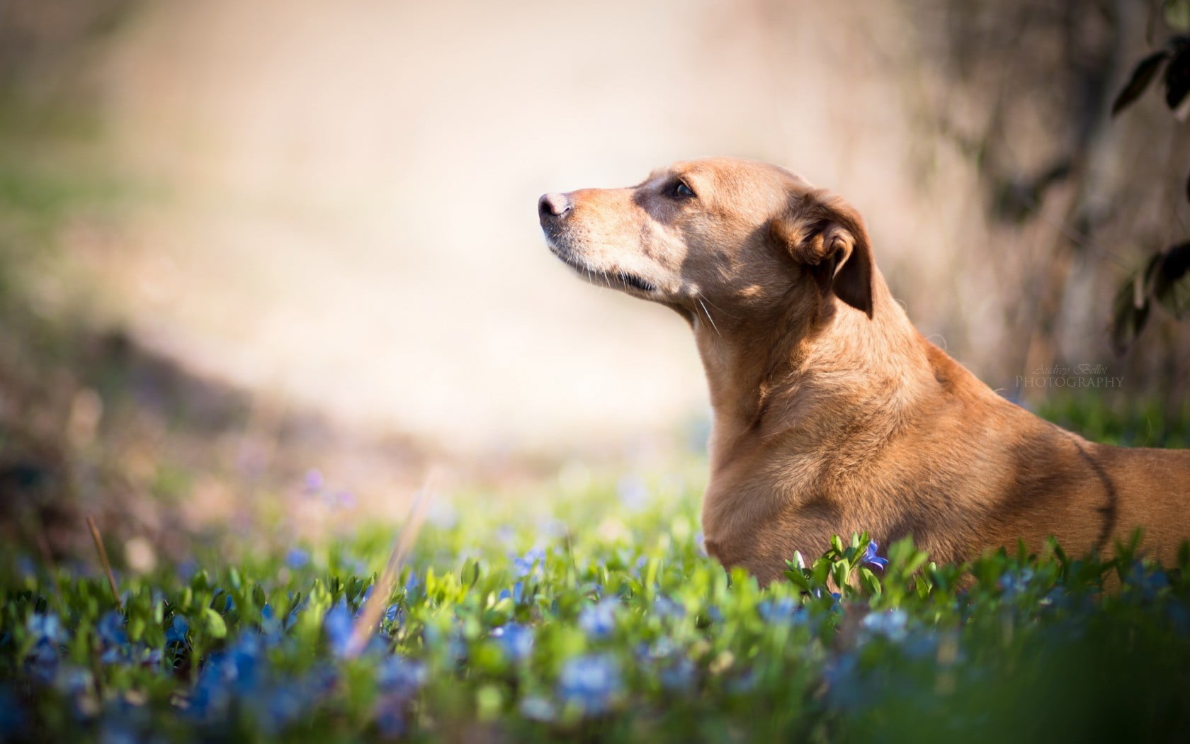 one animal, plants, animal head, side view, dog, tan, pets, domestic, brown, canine, animal themes, 720P, grass, domestic animals, looking, no people, HD Wallpaper