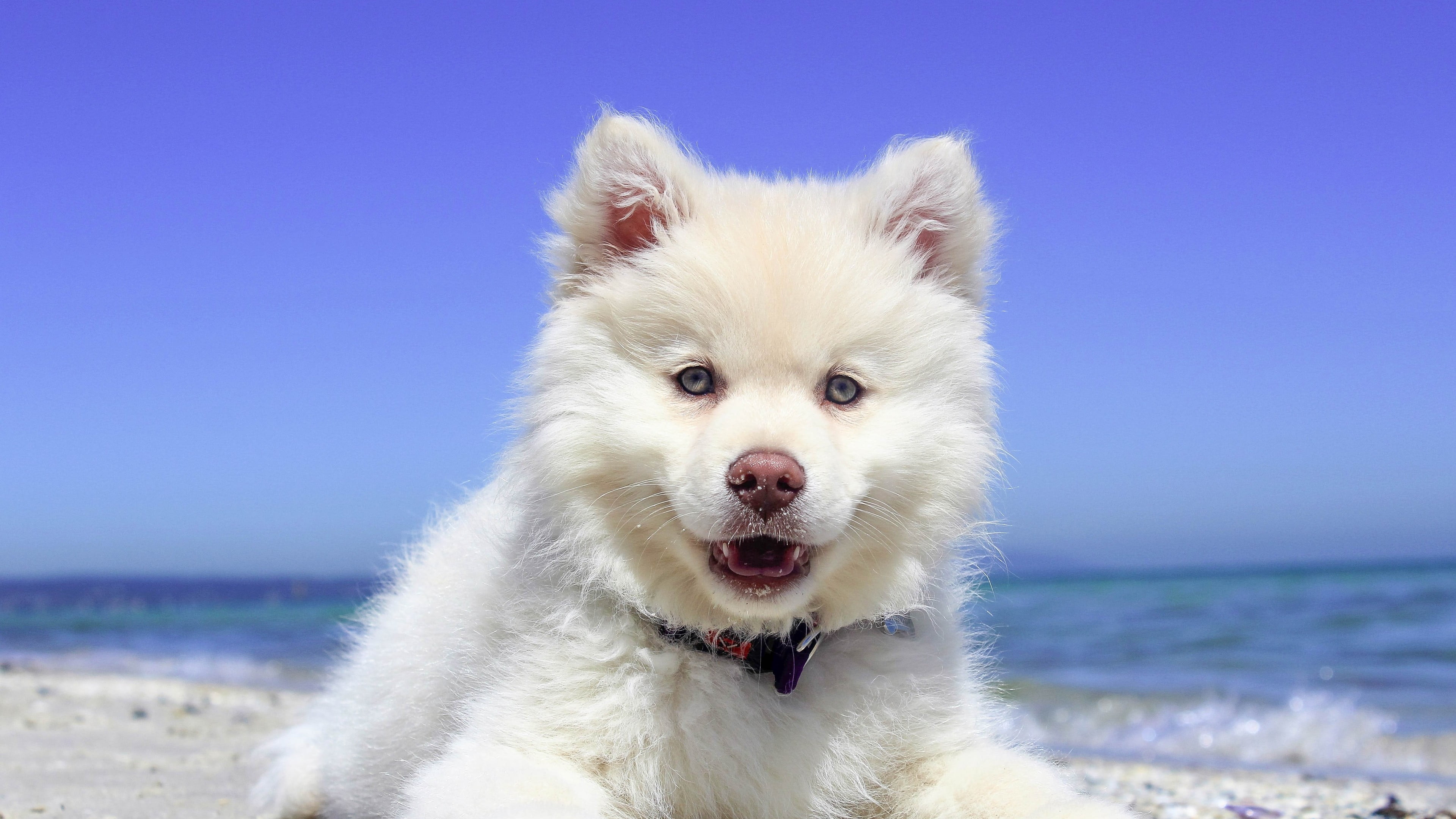 animals, mouth open, one animal, puppies, portrait, canine, pets, looking at camera, clear sky, 4K, dog, white, no people, sky, landscape, land, white color, HD Wallpaper