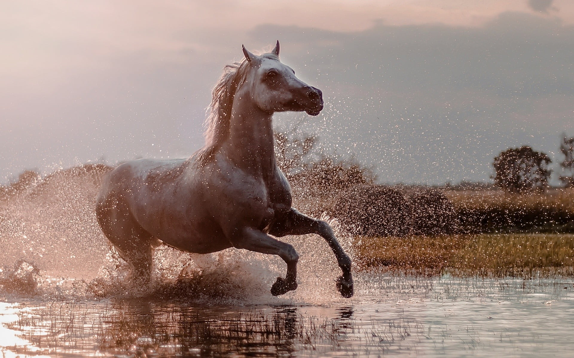 motion, animals in the wild, vertebrate, coated, animal wildlife, brown, outdoors, one animal, dog, animals, sky, short, horse, side view, nature, lake, HD Wallpaper